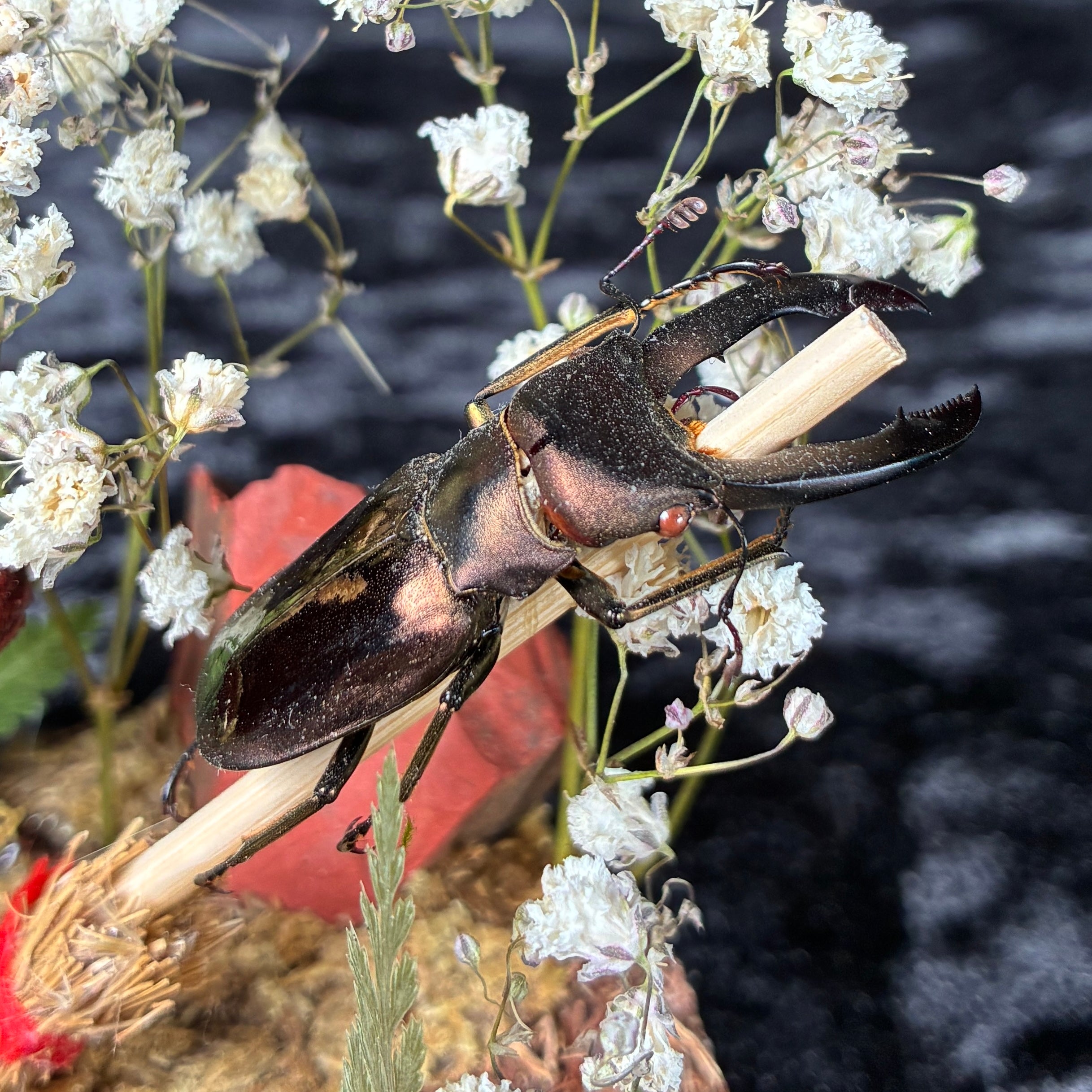 Metallic stag beetle specimen dome