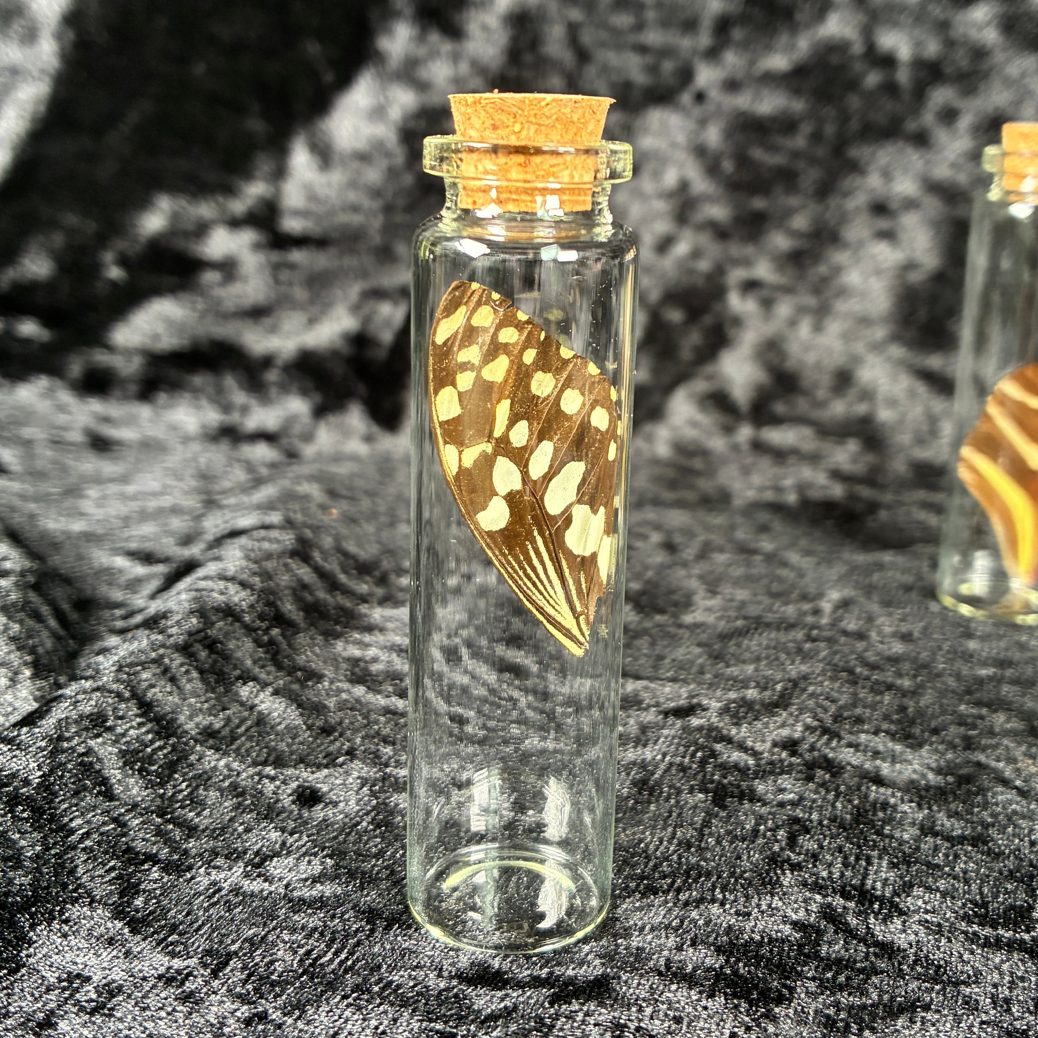Butterfly wing jar bundle