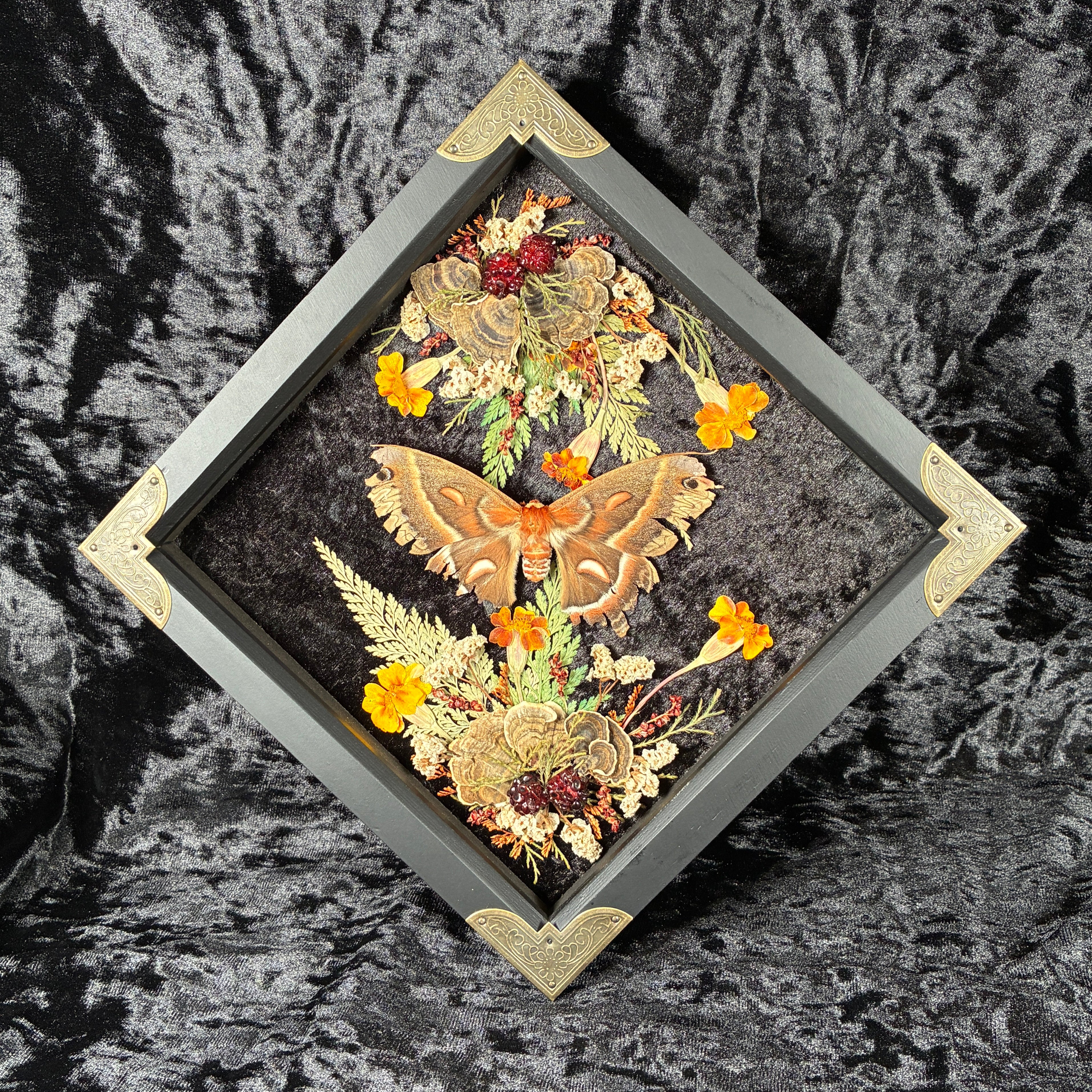 Cecropia moth frame