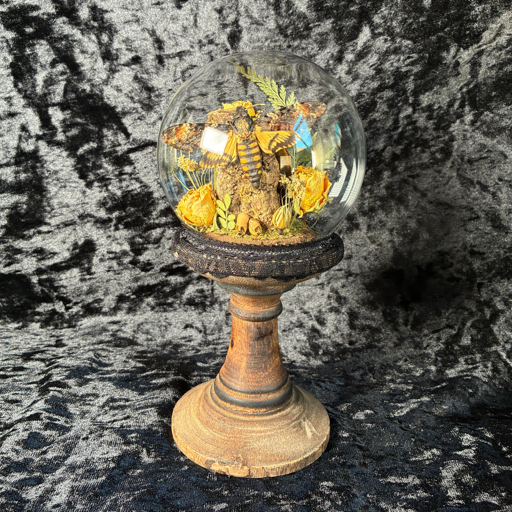 Death’s head hawk-moth dome