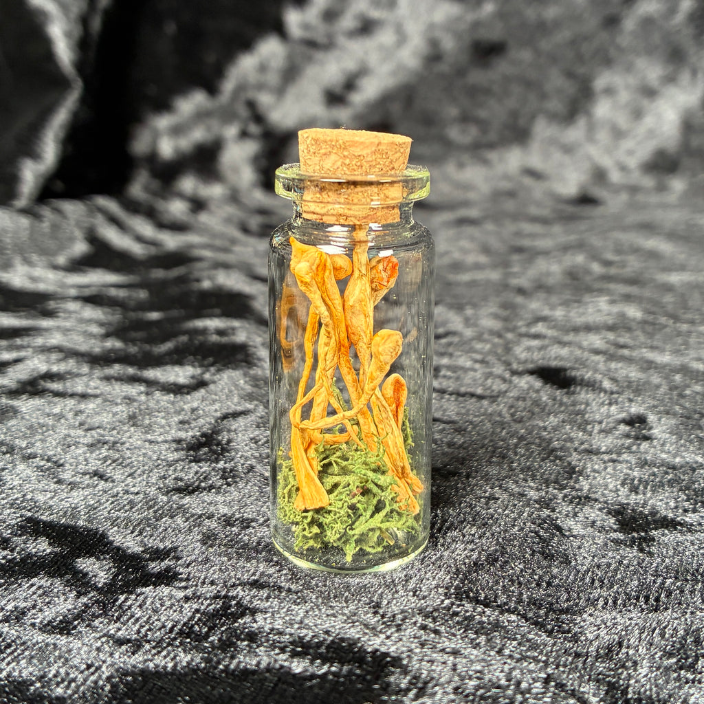 Oddity jar bundle, curio & specimen vials