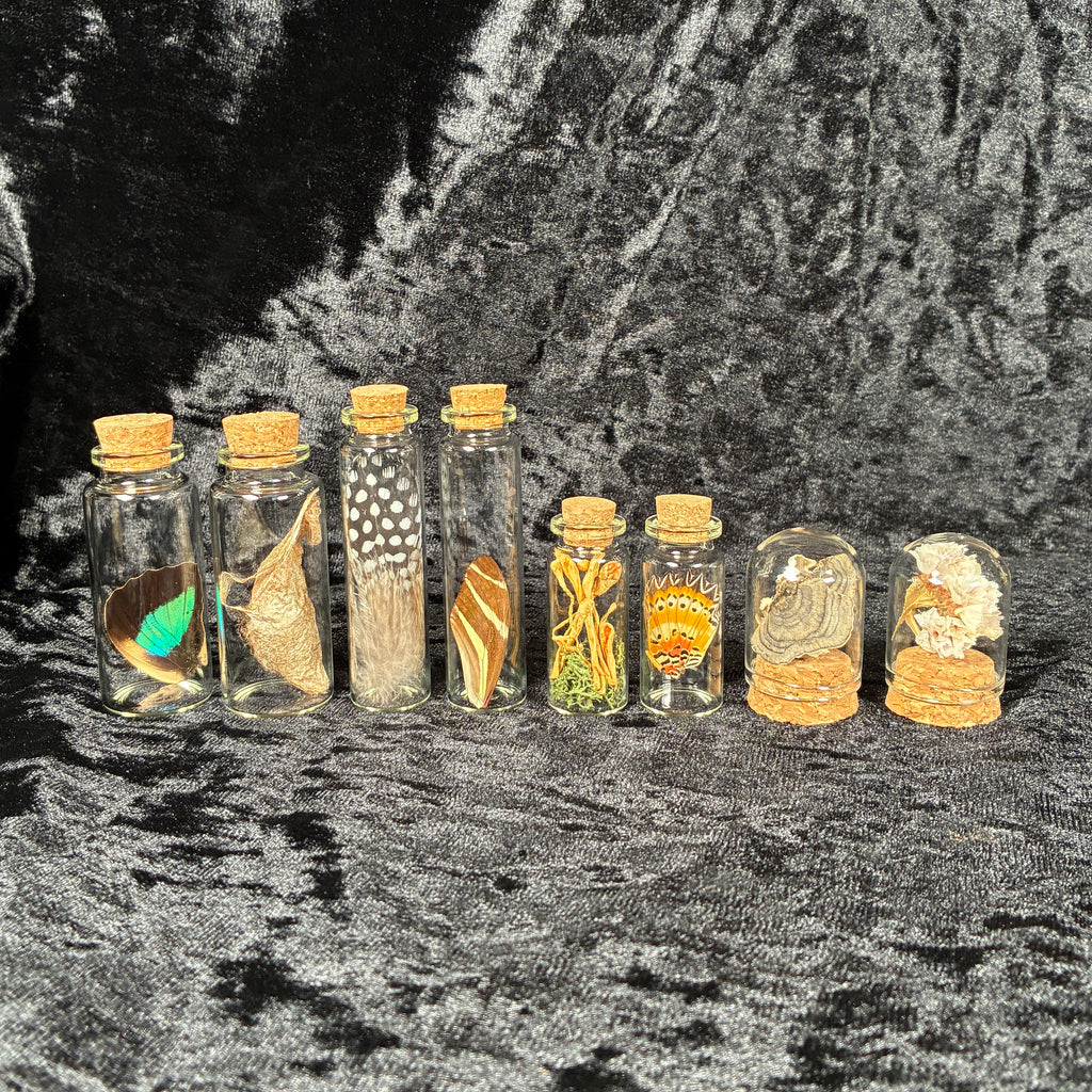 Oddity jar bundle, curio & specimen vials