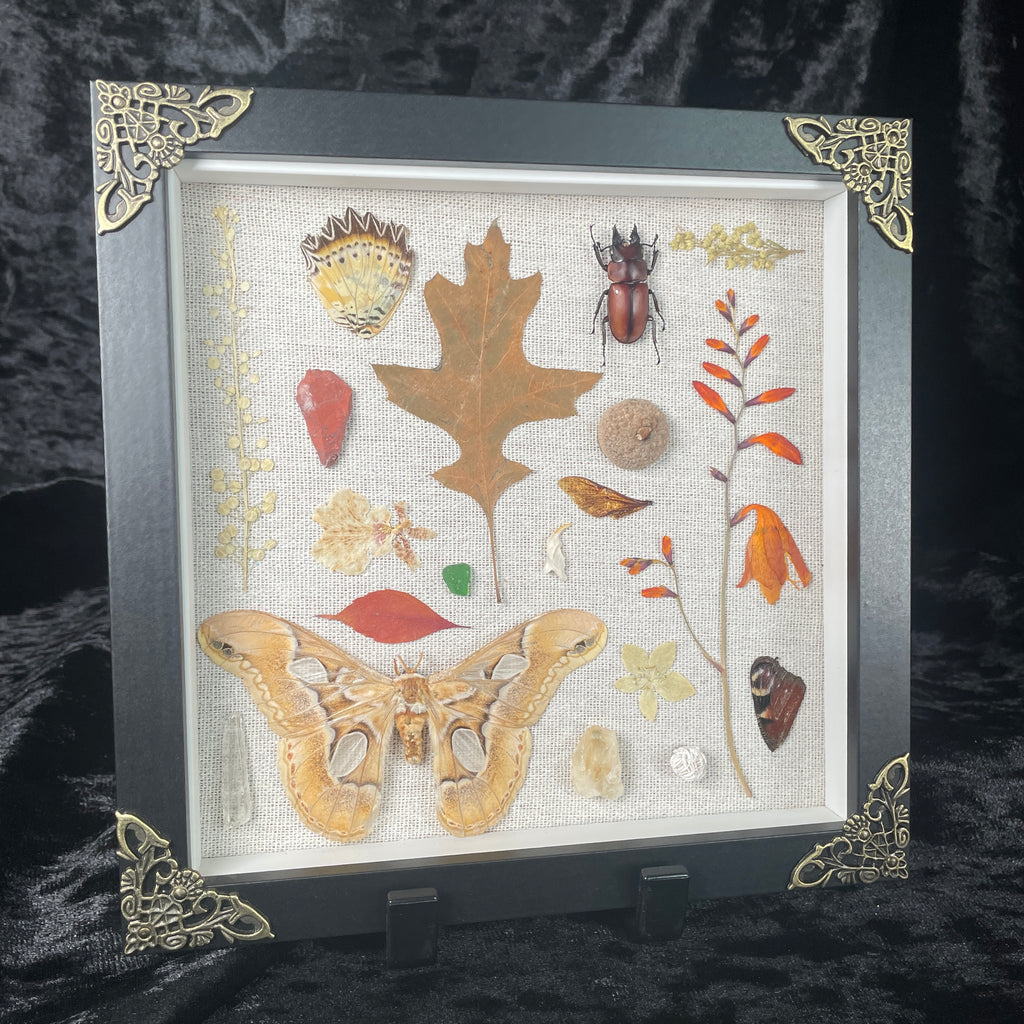 Nature’s treasures frame