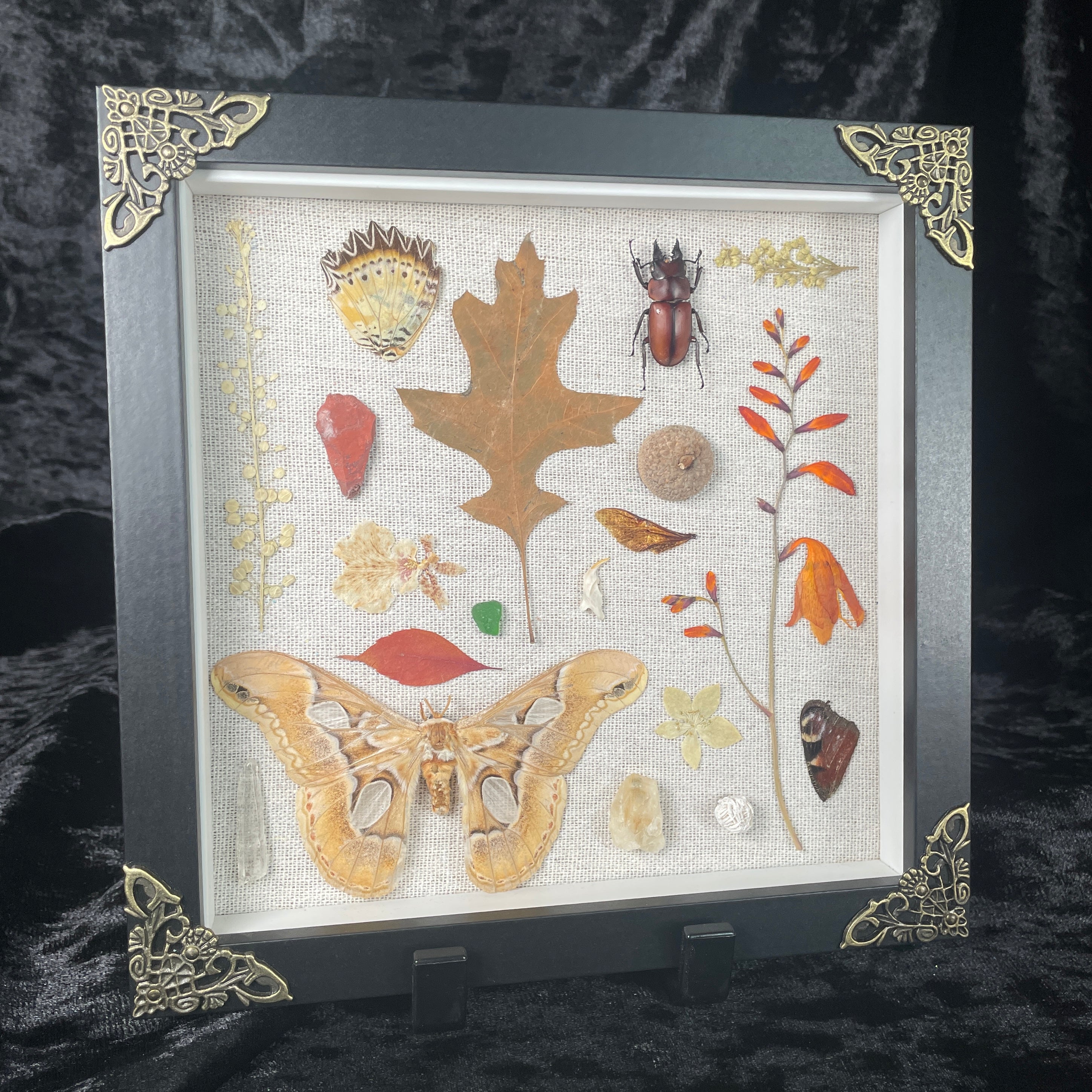 Nature’s treasures frame