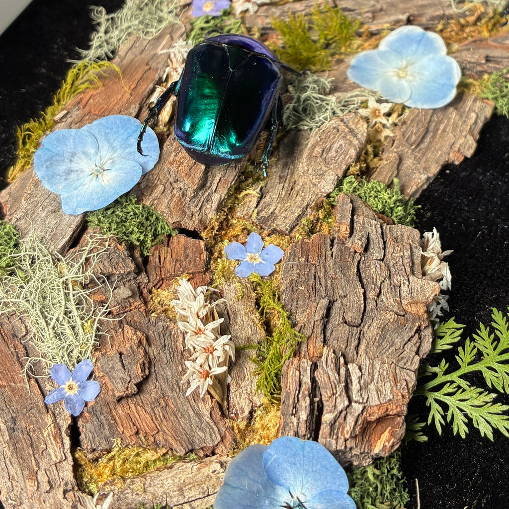 Cyan beetle moon frame