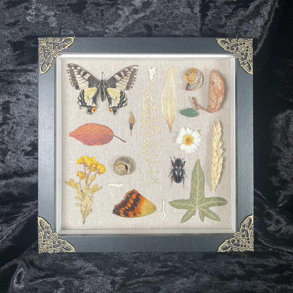 Nature’s treasures frame