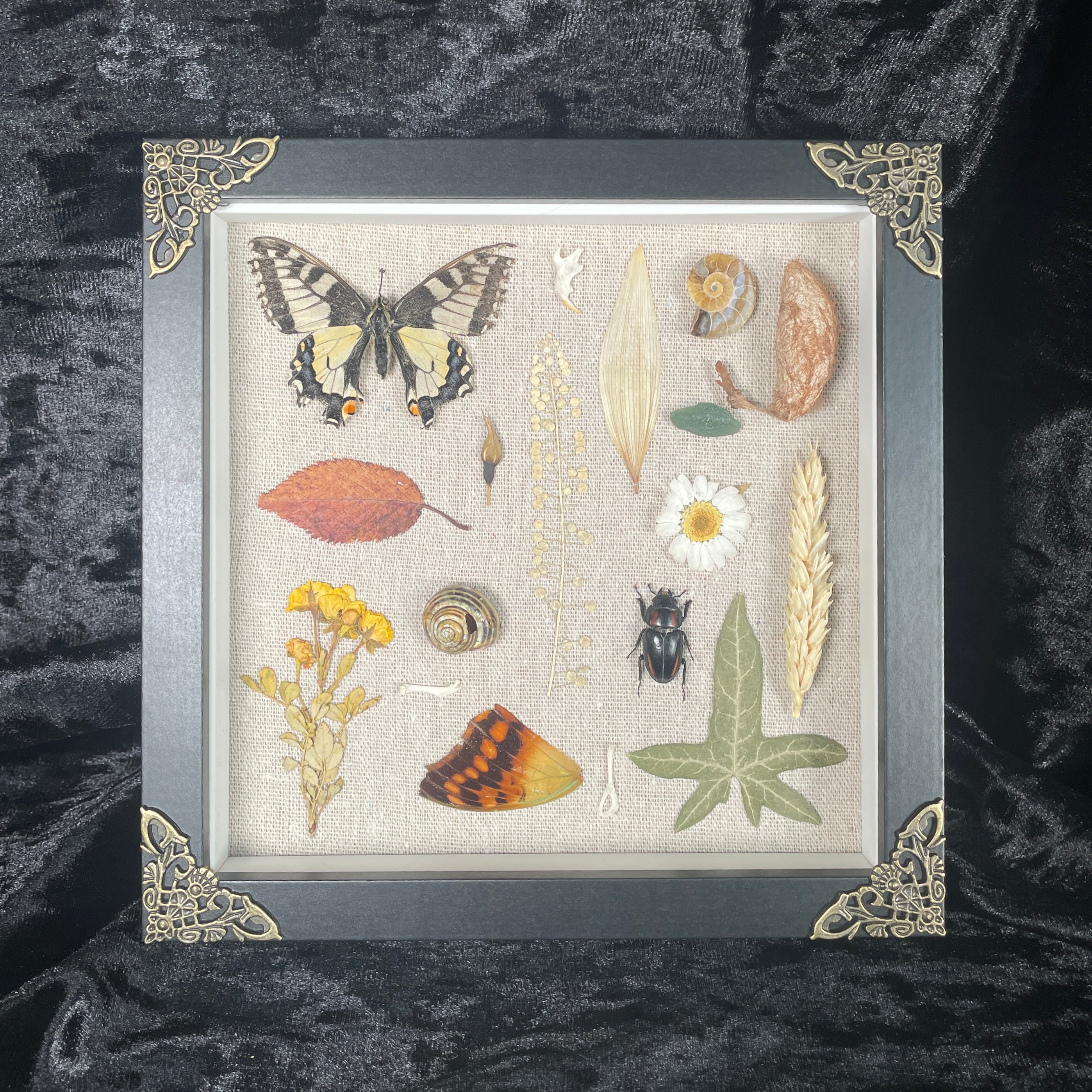 Nature’s treasures frame