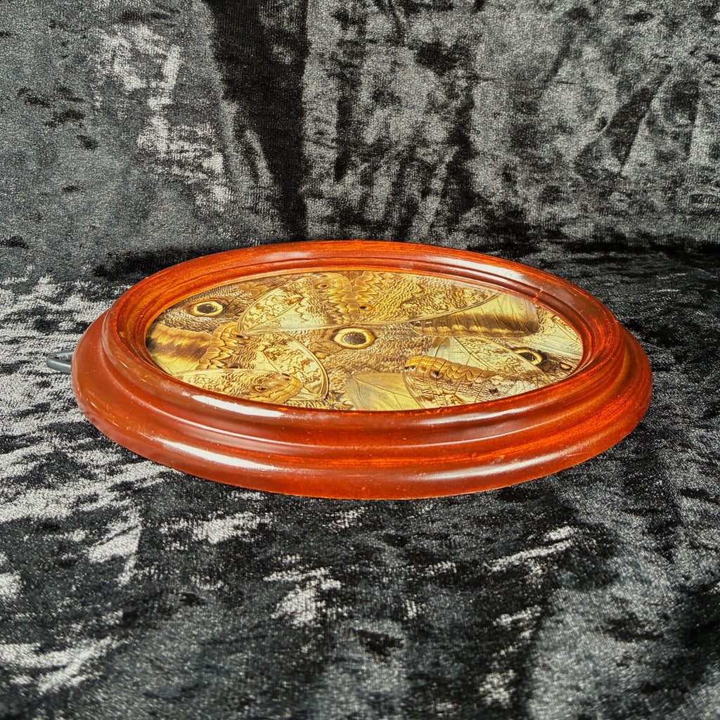 Owl butterfly wing collage frame