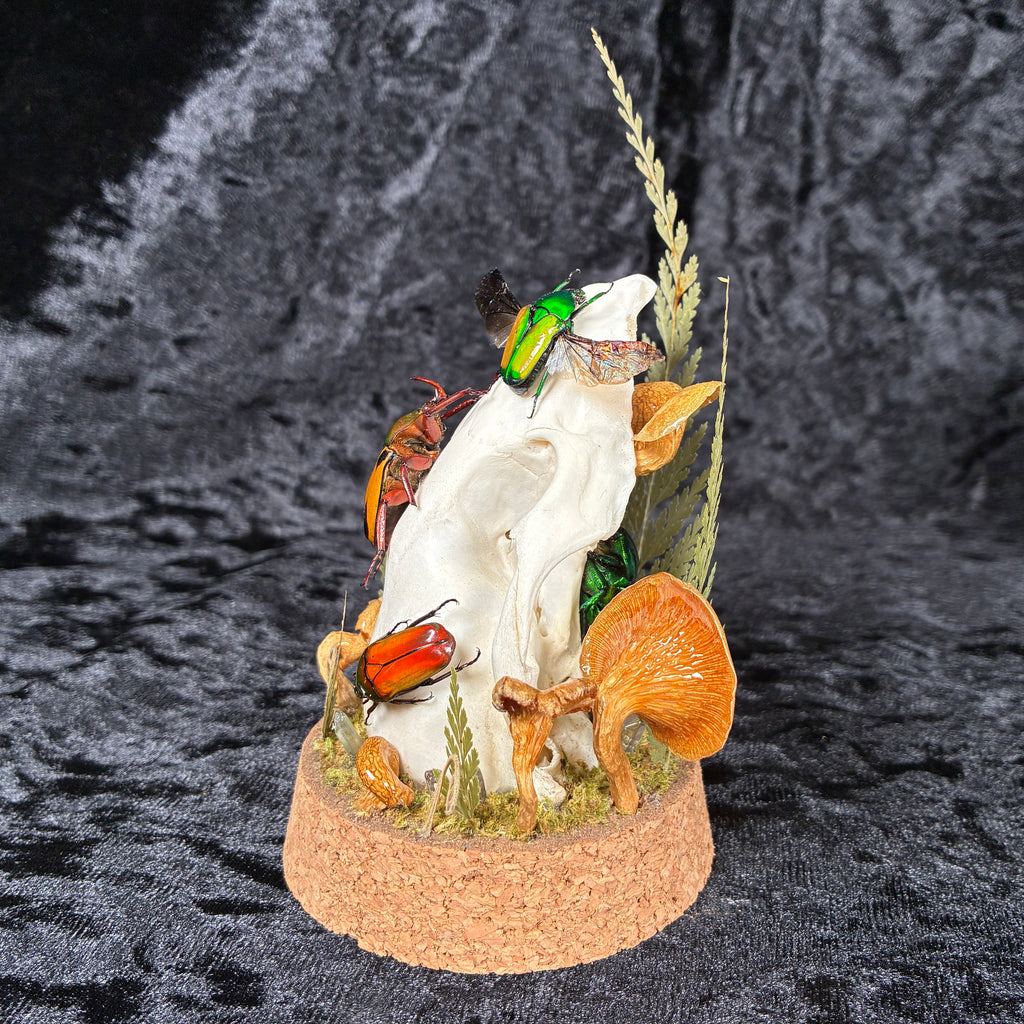 Beetle & skull display dome