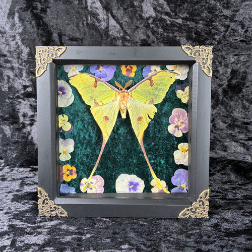 African moon moth specimen frame