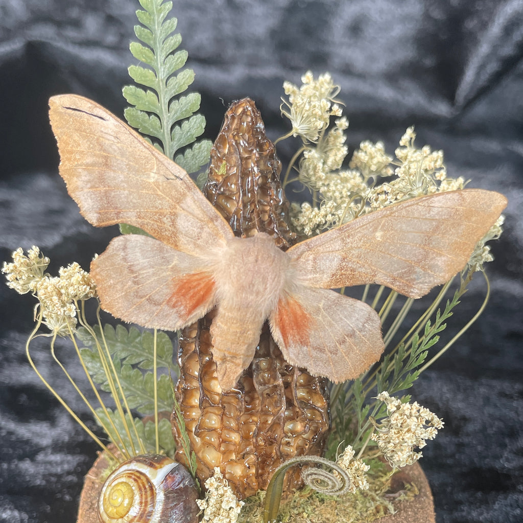 Hawkmoth specimen dome