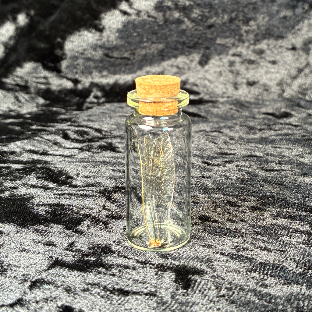 Oddity jar bundle, curio & specimen vials