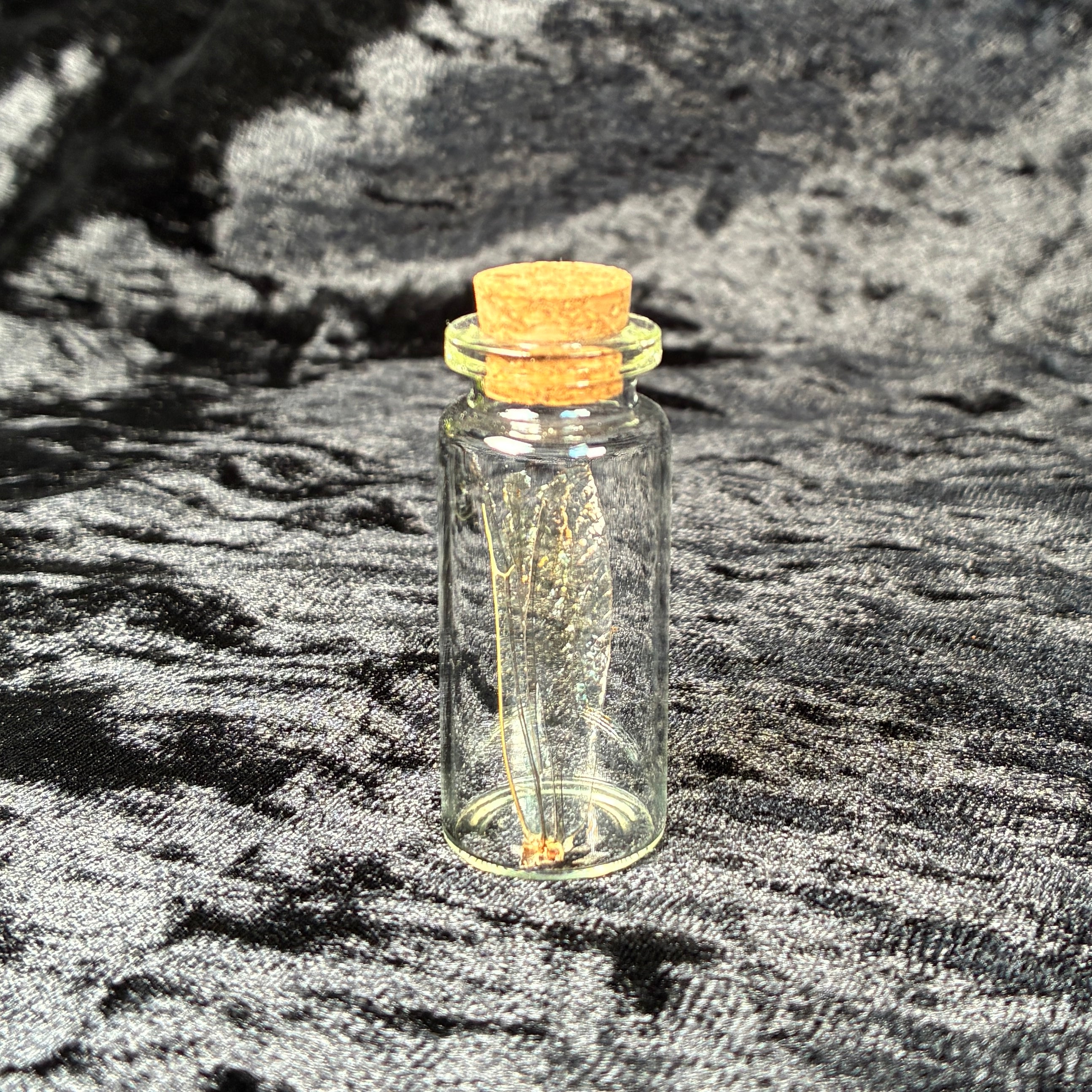Oddity jar bundle, curio & specimen vials