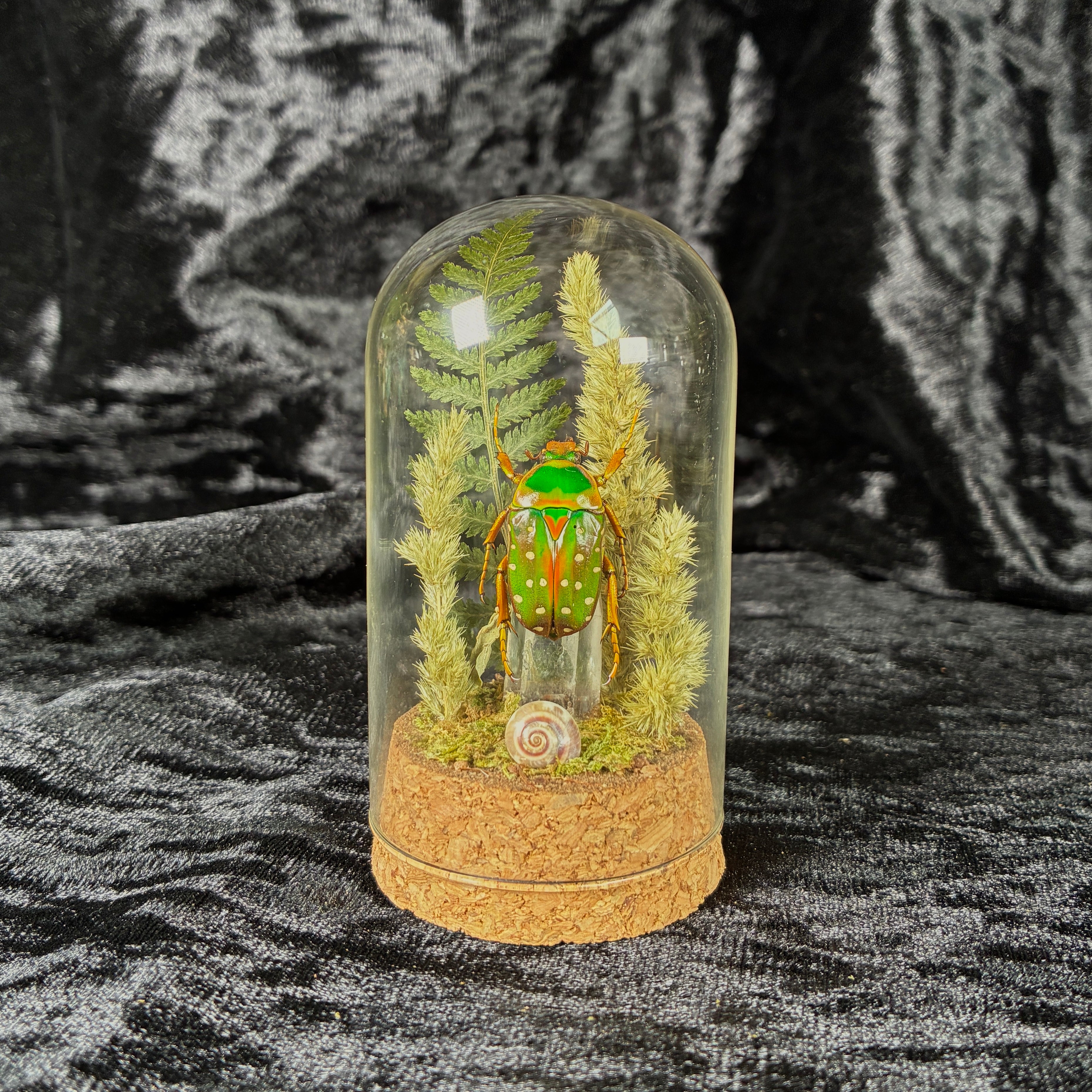 Spotted flower beetle specimen dome