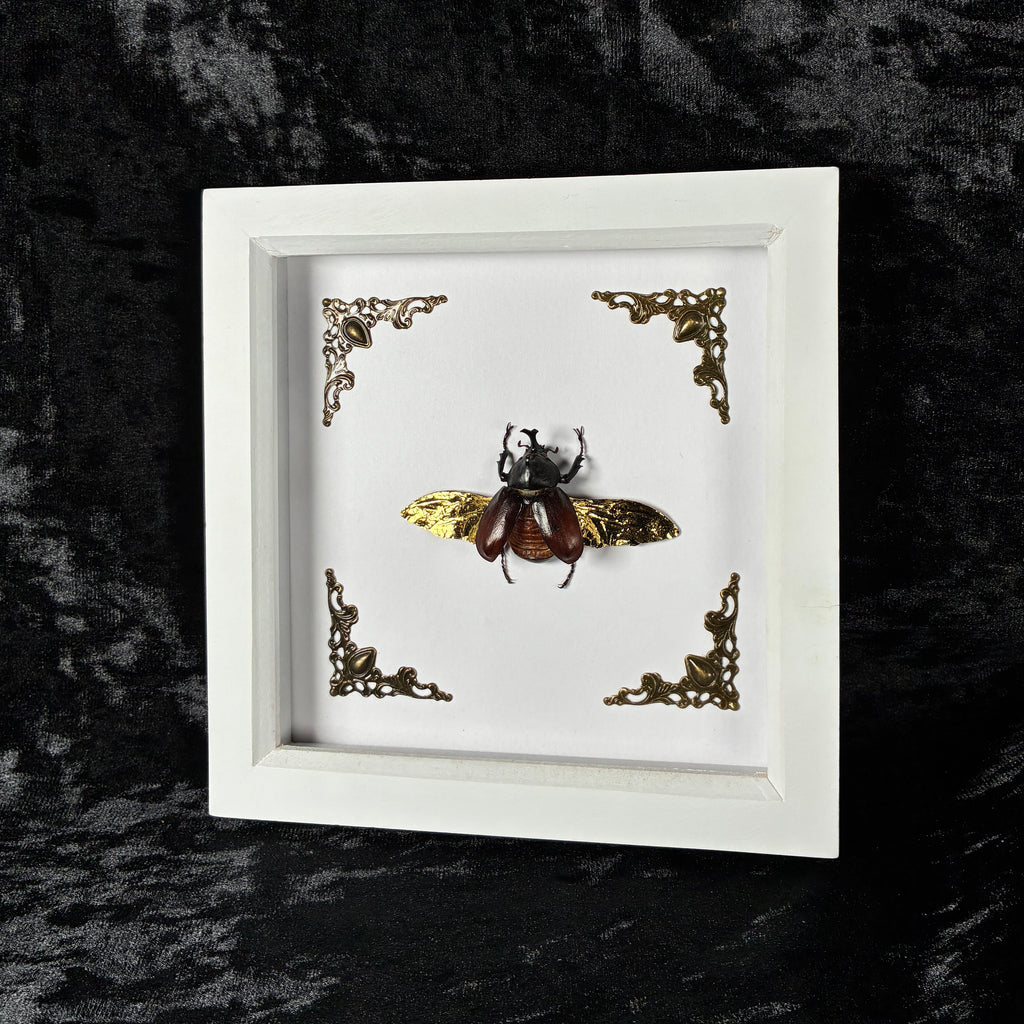 Rhino beetle specimen frame