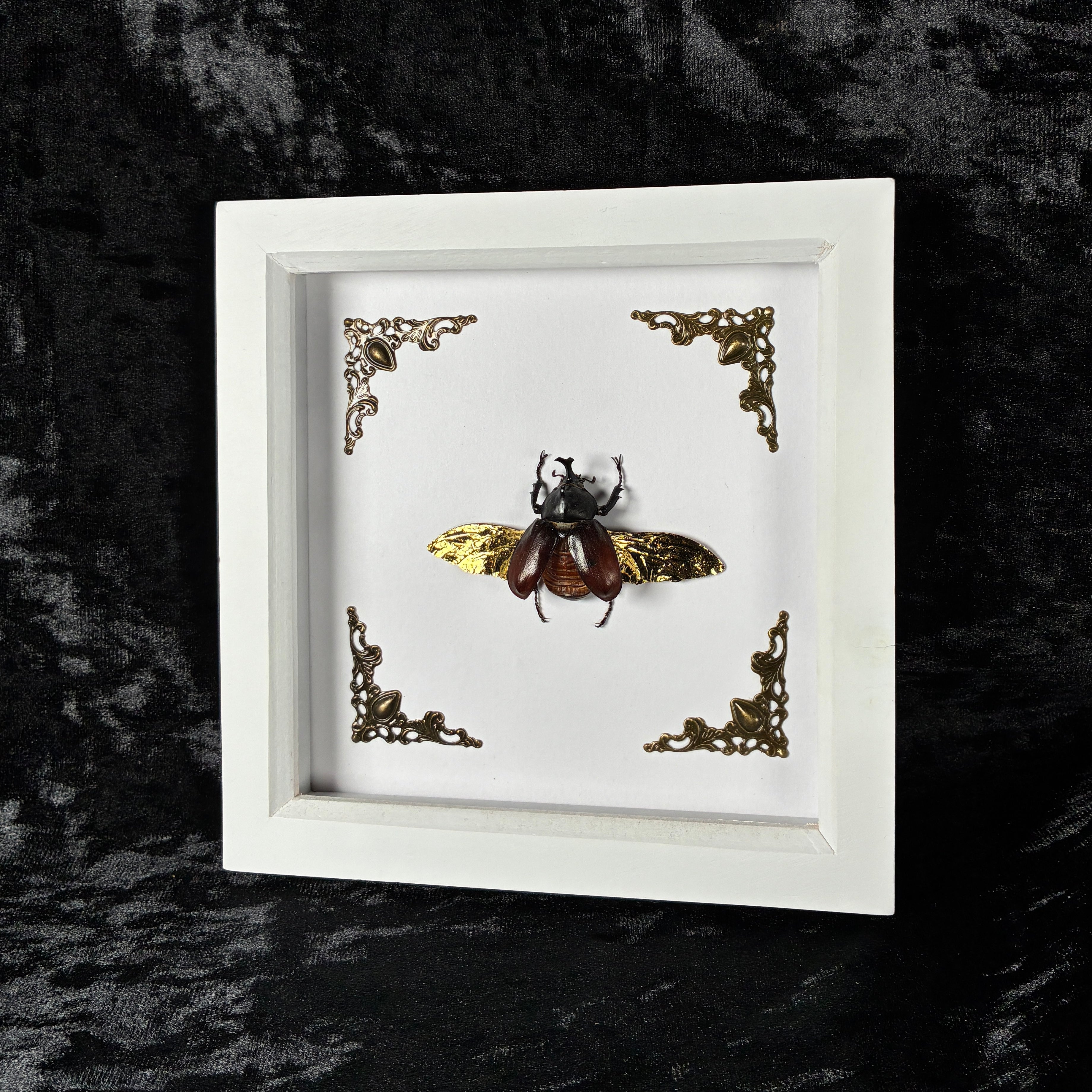 Rhino beetle specimen frame