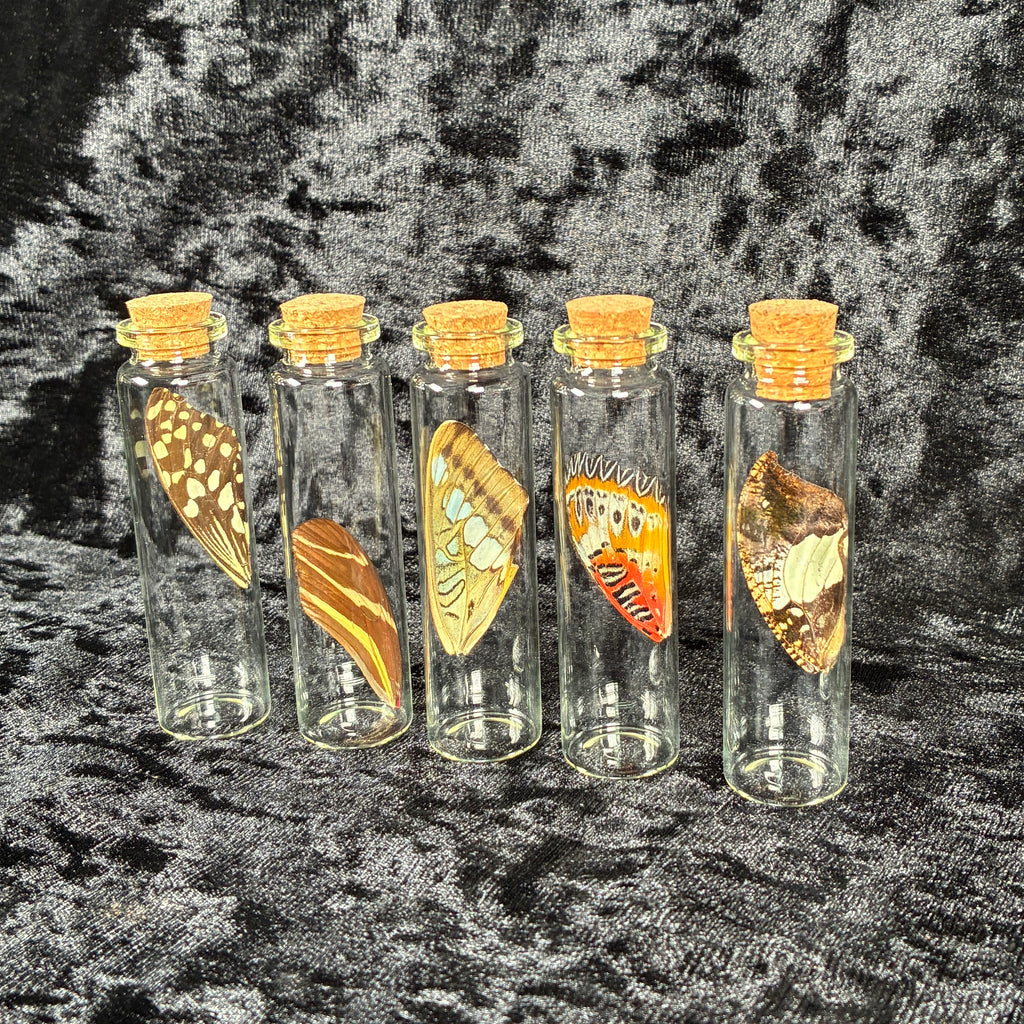 Butterfly wing jar bundle