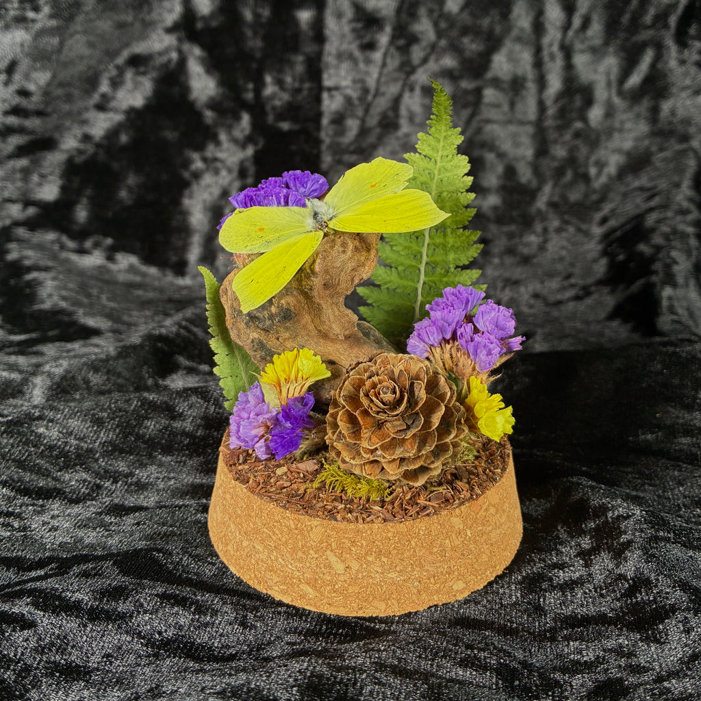 Brimstone butterfly specimen dome