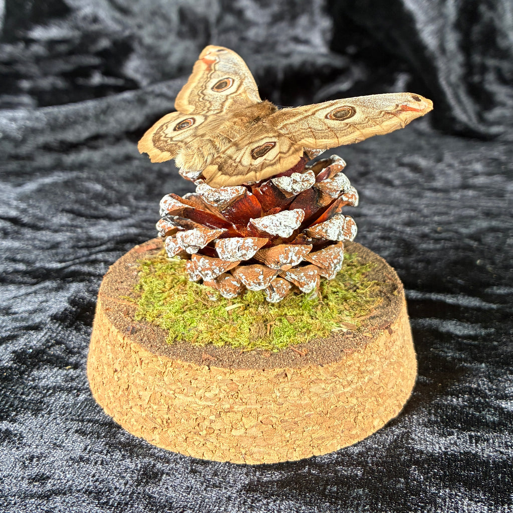 Emperor moth specimen dome