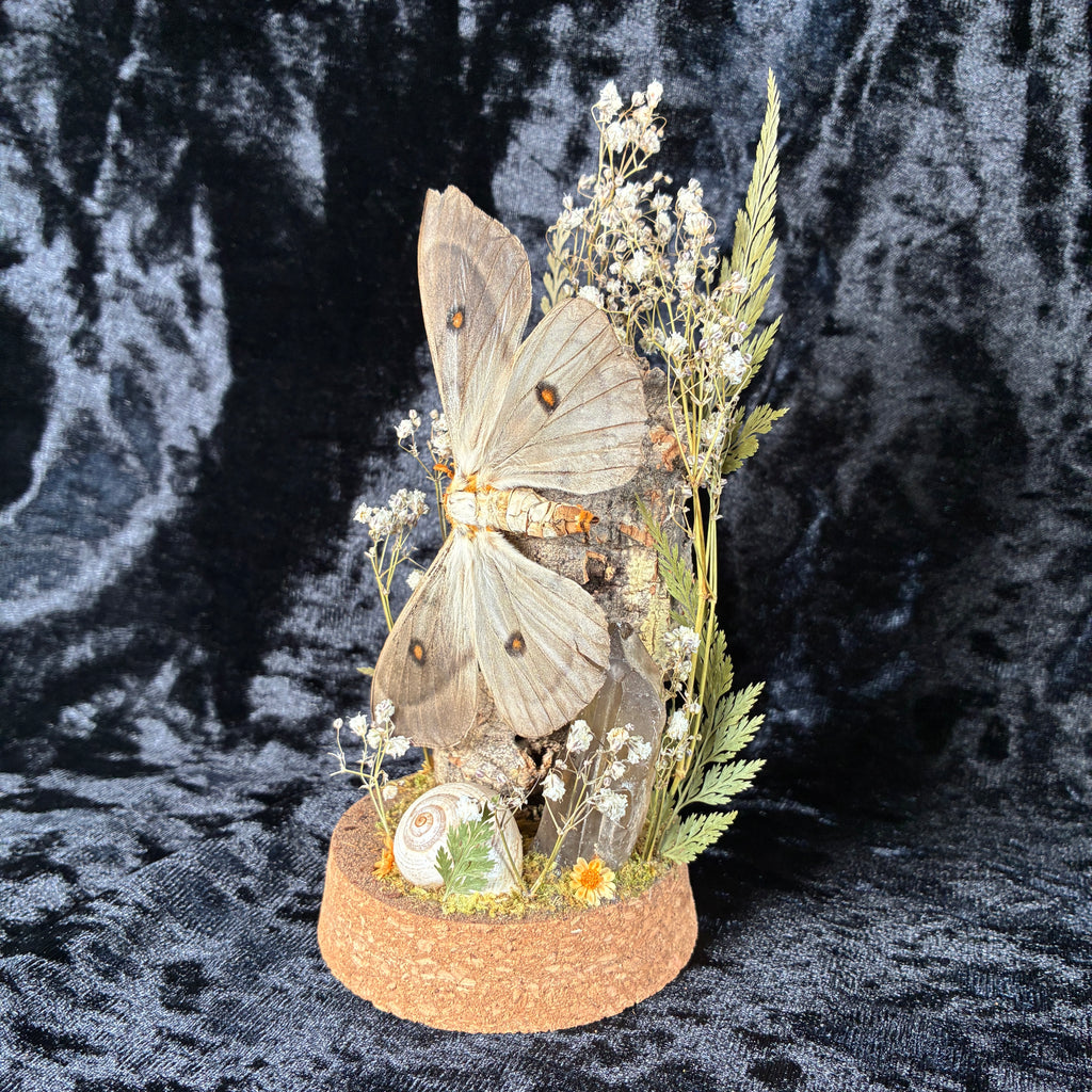 Ghostly silk moth dome