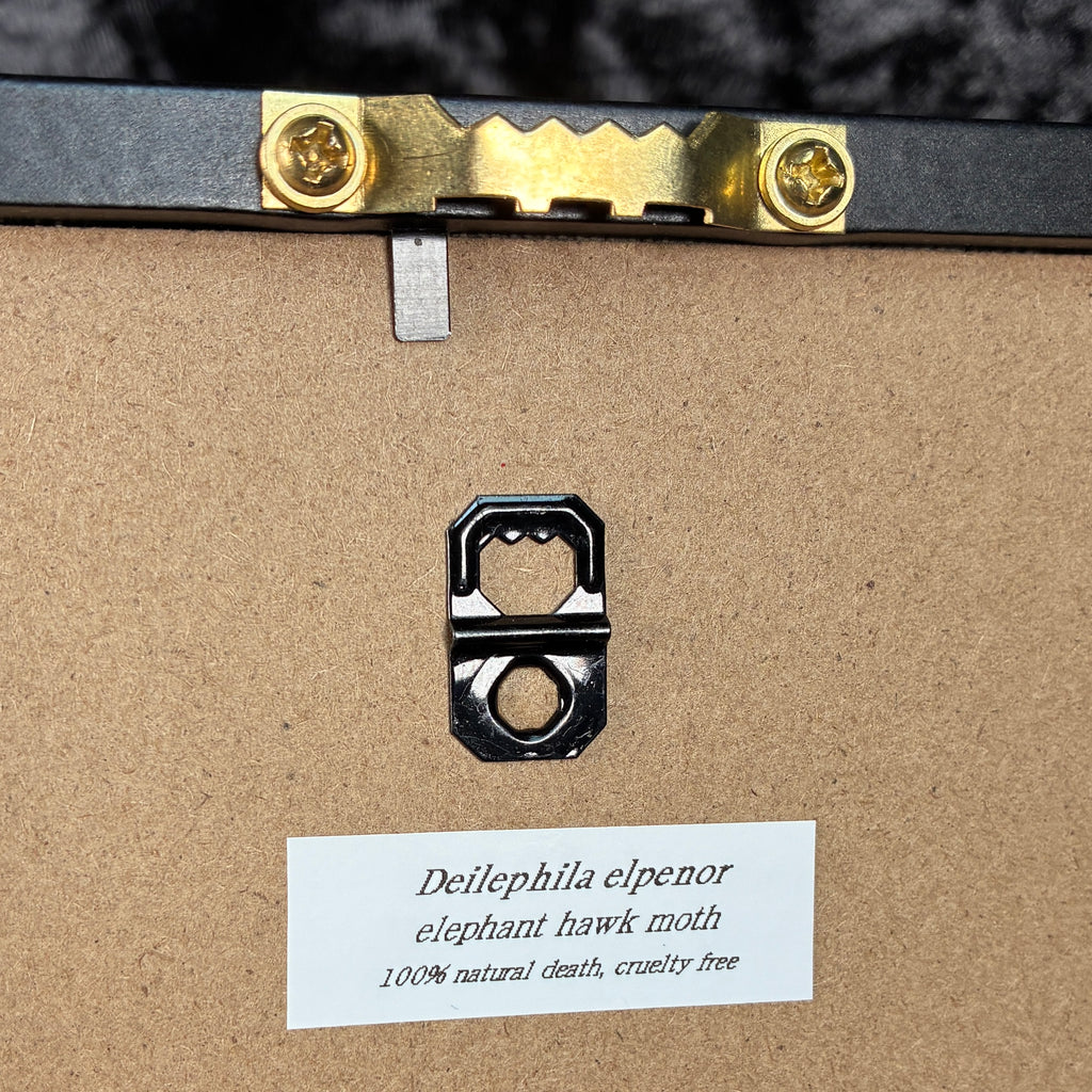 Elephant hawk moth specimen frame