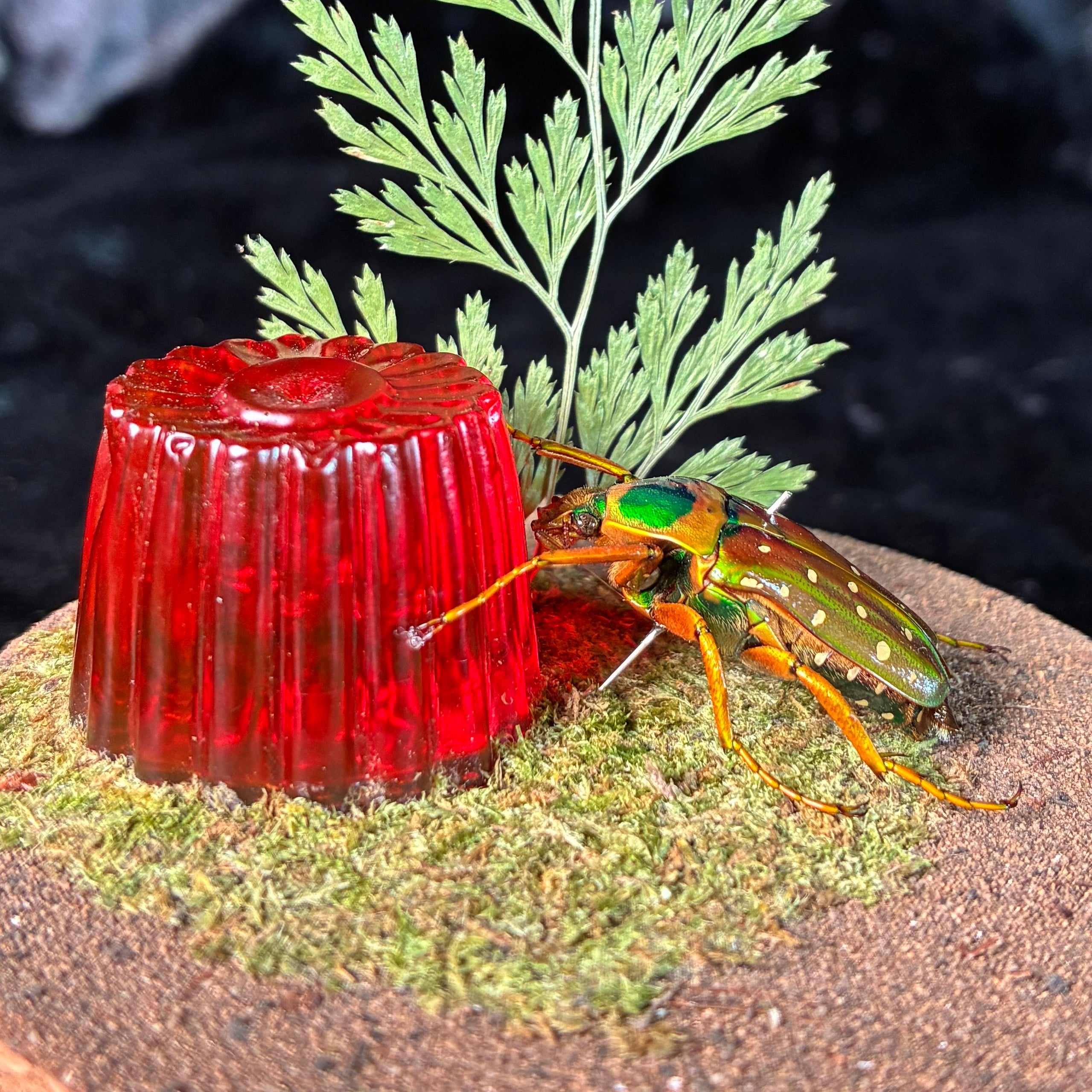 Beetle & faux jelly pot dome