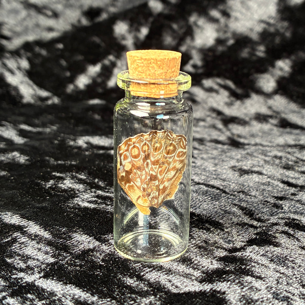 Mixed oddity jar/vial bundle