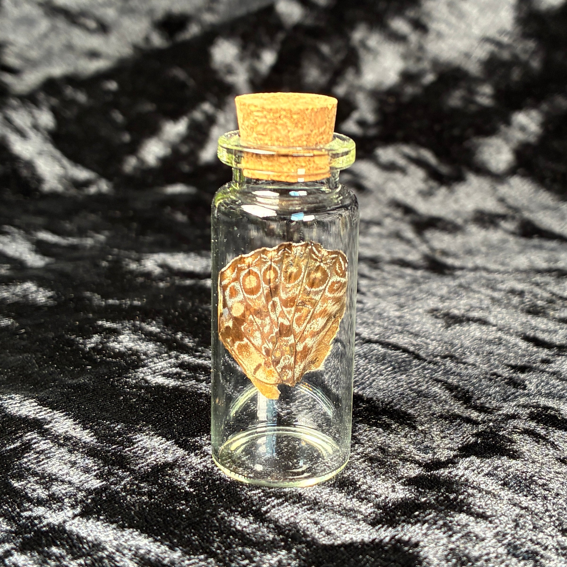 Mixed oddity jar/vial bundle