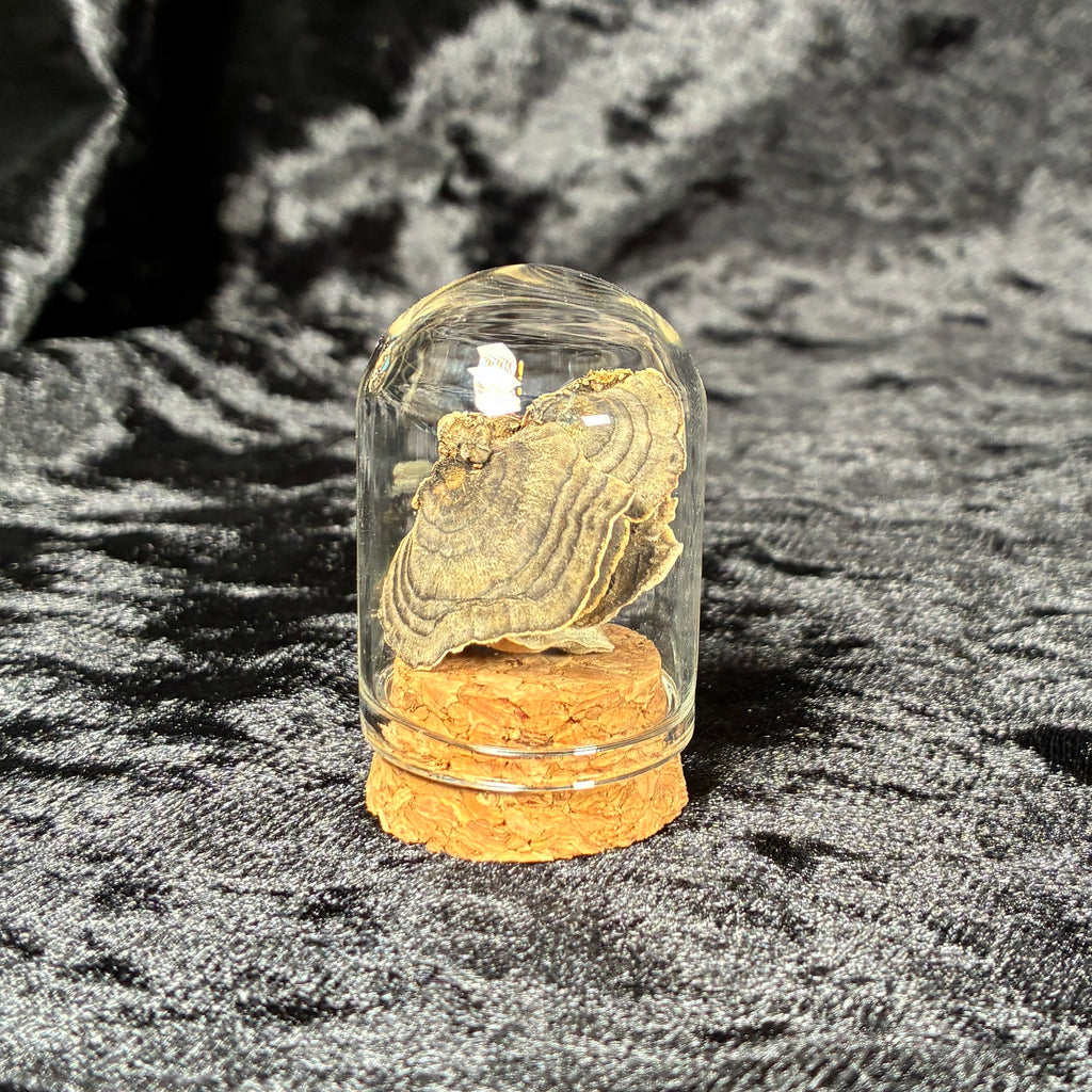 Oddity jar bundle, curio & specimen vials