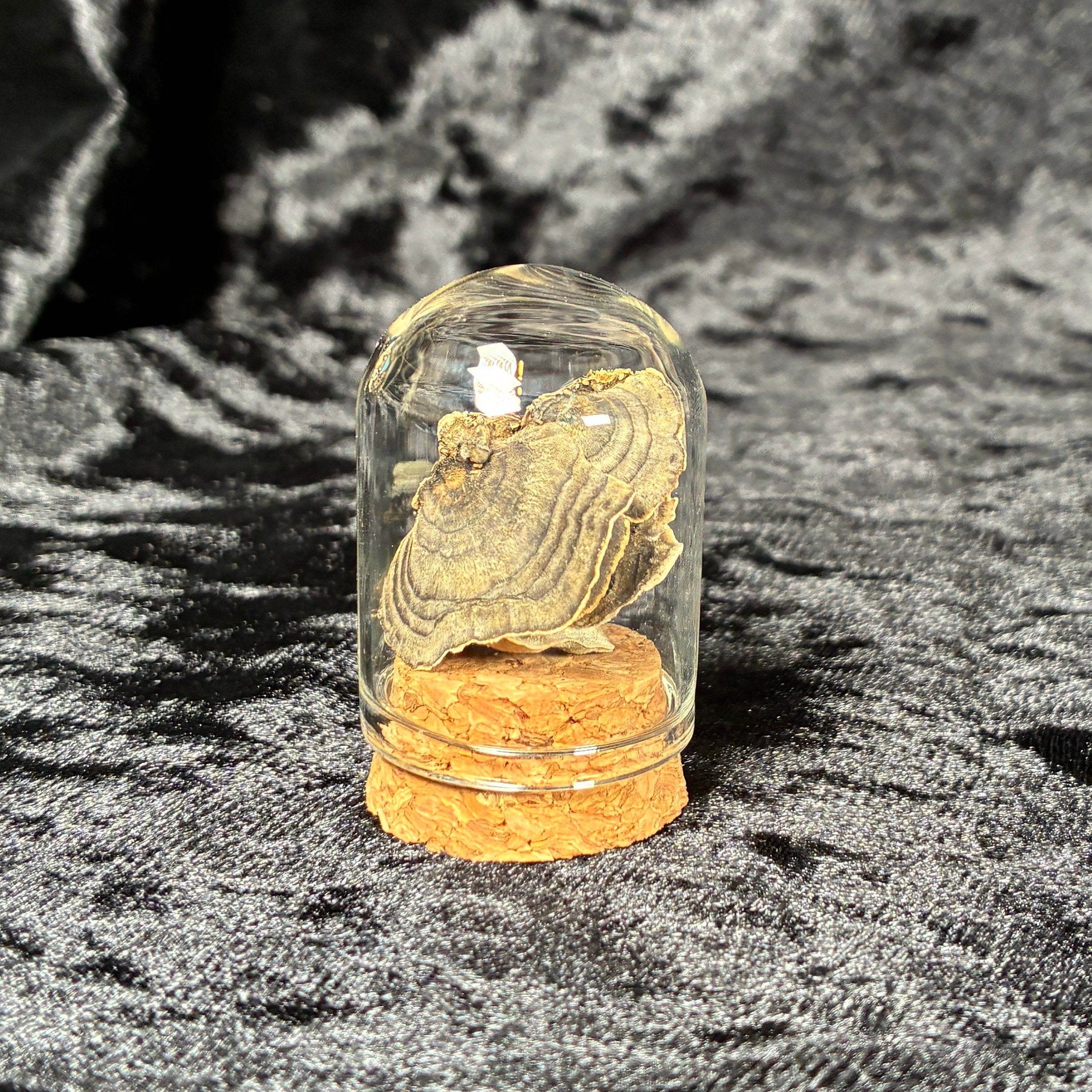 Oddity jar bundle, curio & specimen vials