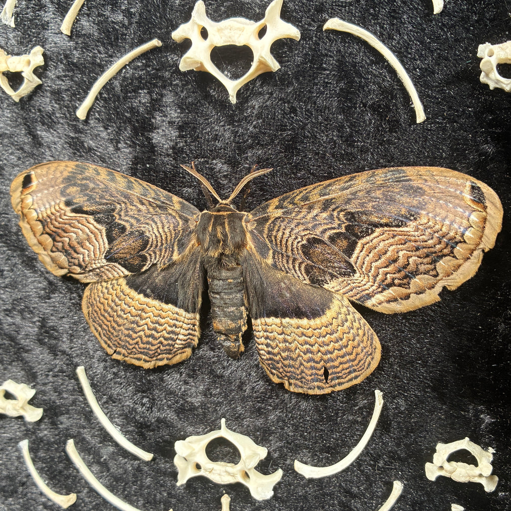 Owl moth & bone frame