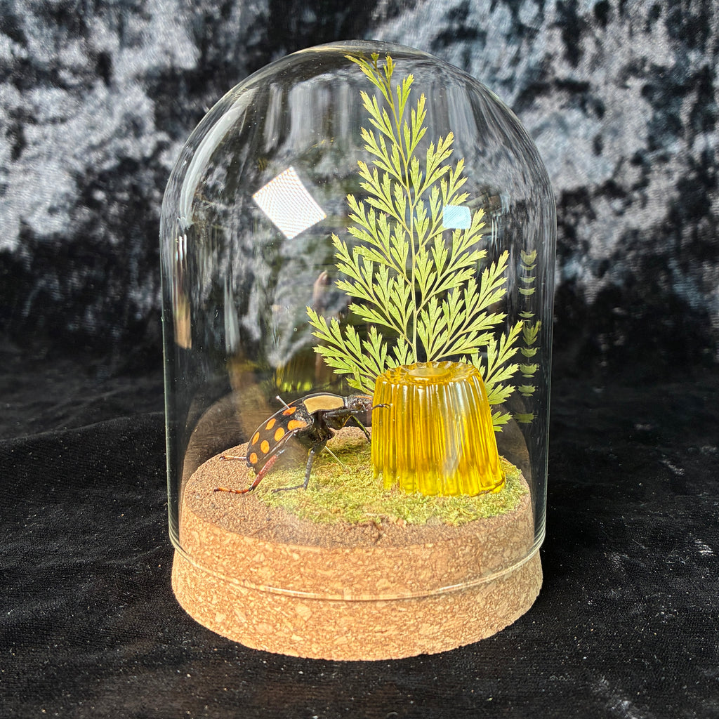 Beetle & faux jelly dome