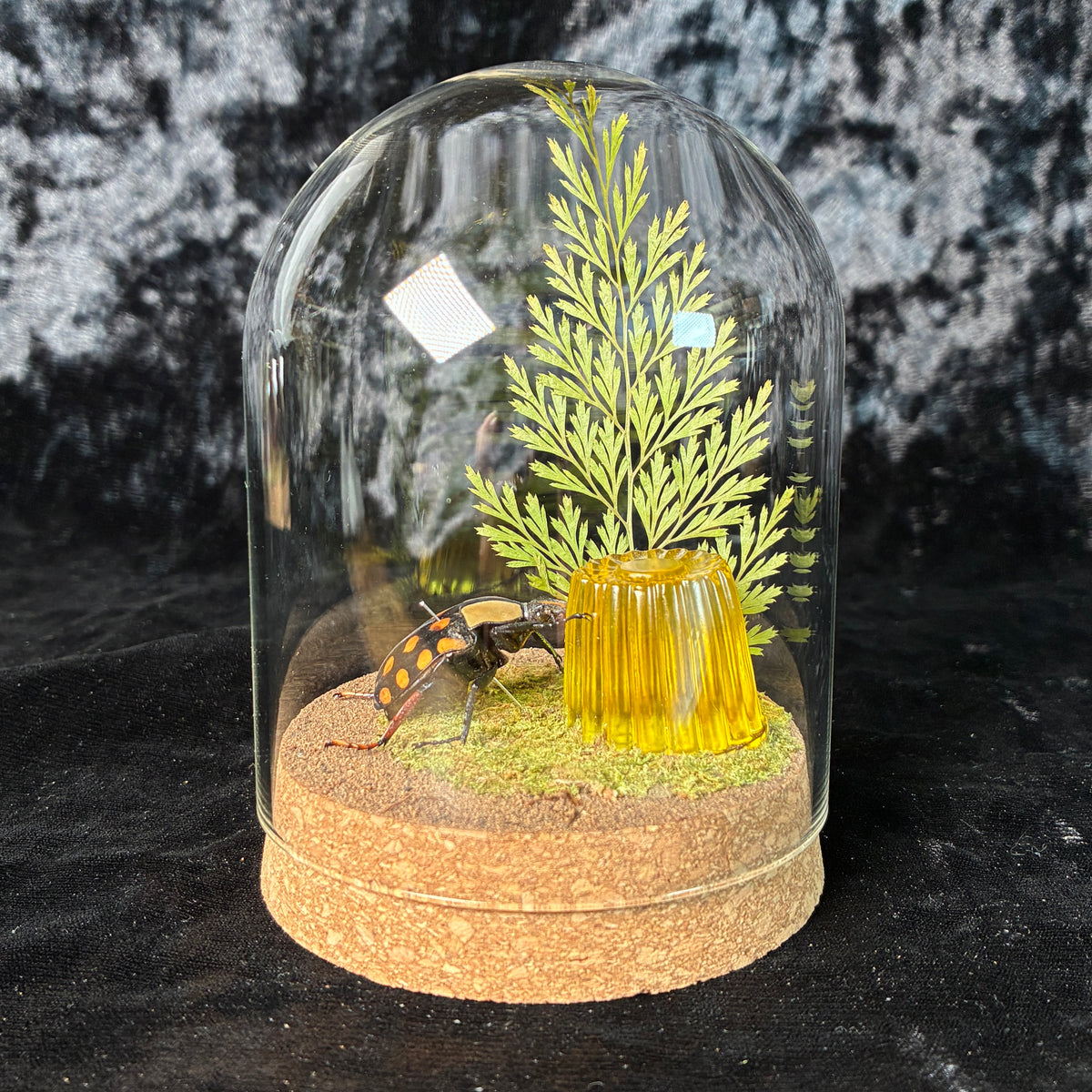 Beetle & faux jelly dome