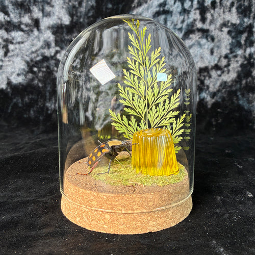 Beetle & faux jelly dome