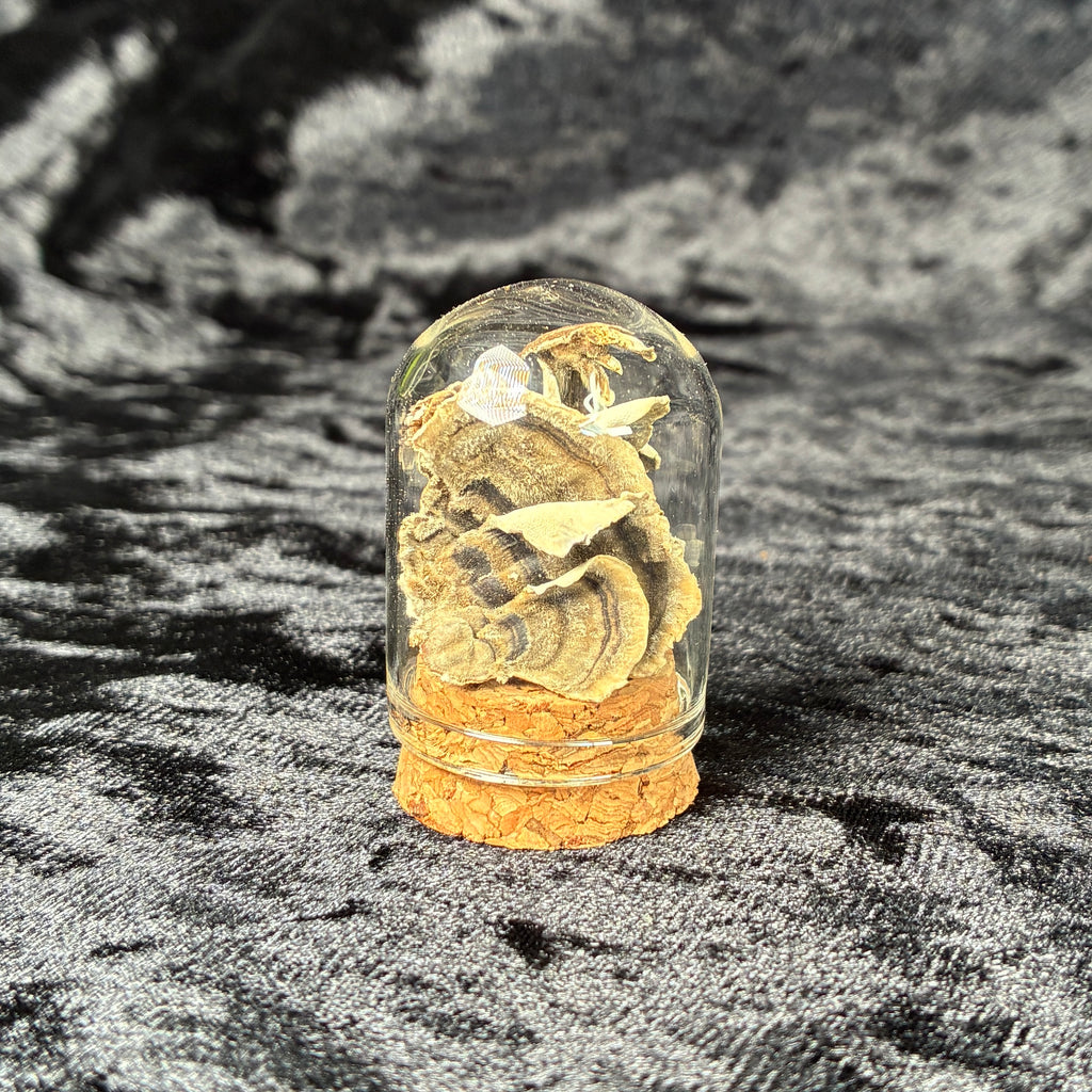 Oddity jar bundle, curio & specimen vials