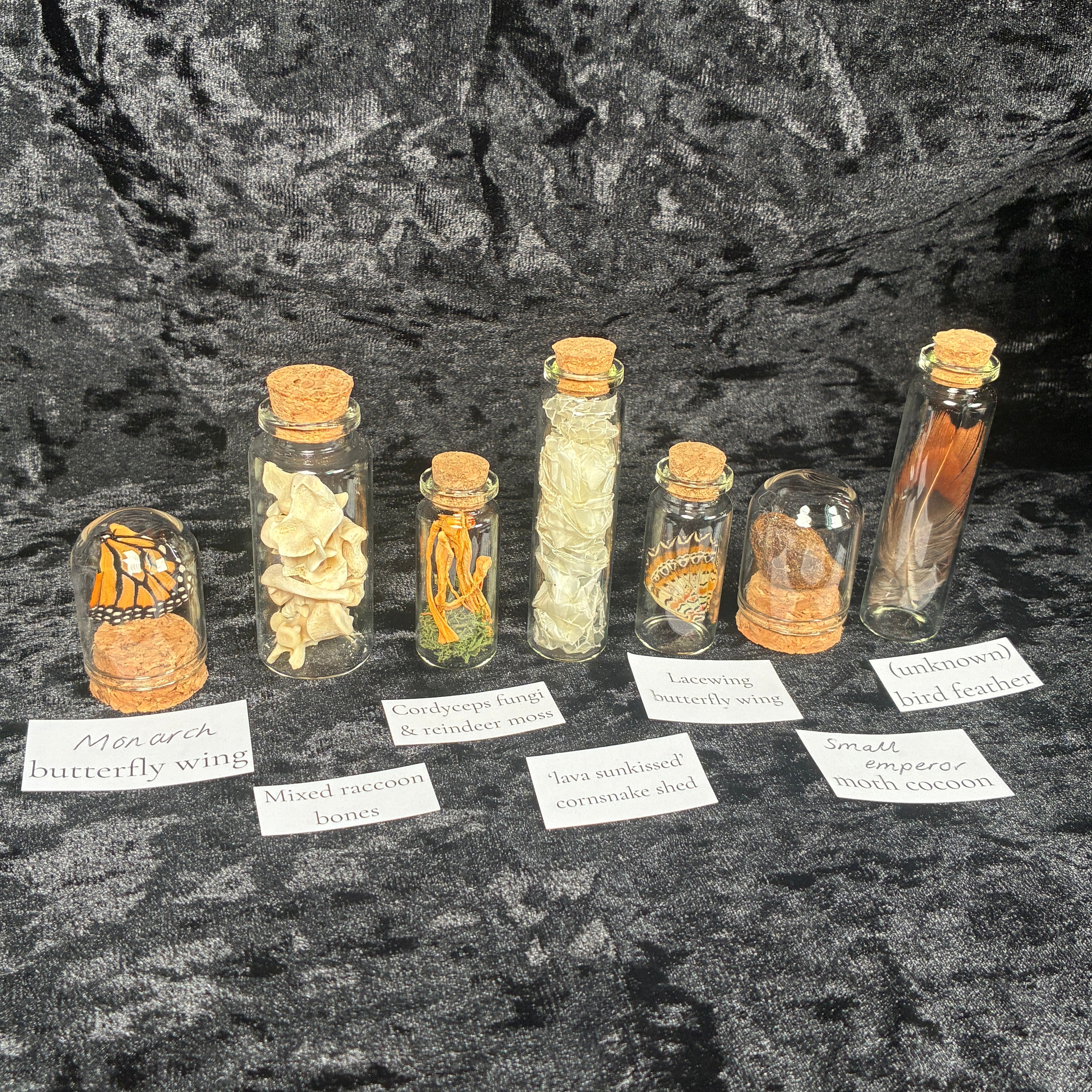 Nature & insect Oddity/curio jar mystery box