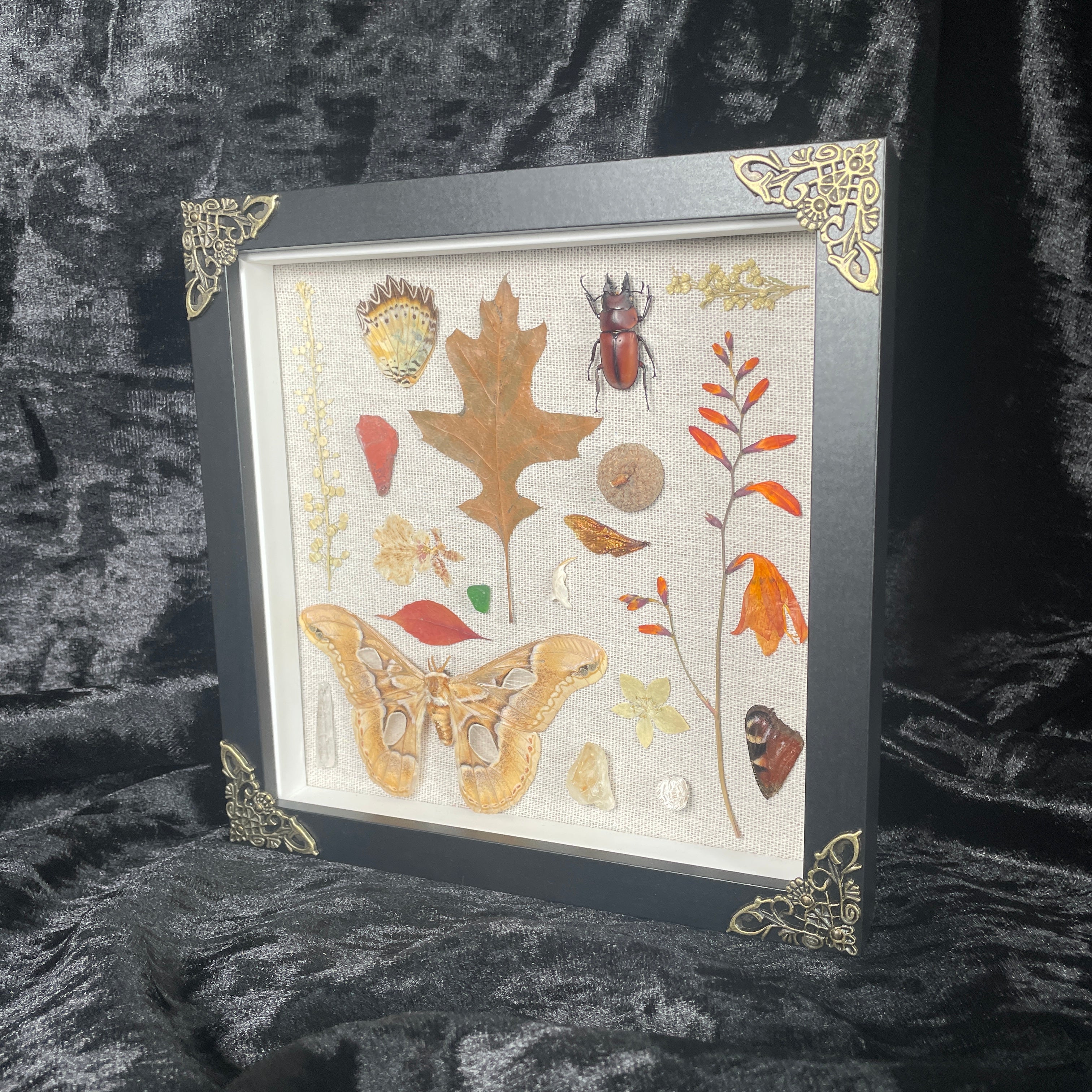 Nature’s treasures frame