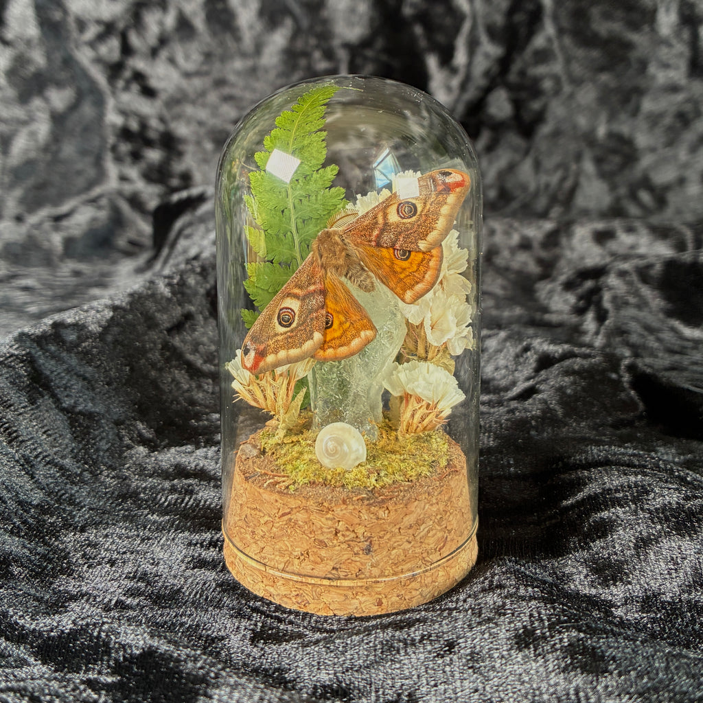 Small emperor moth specimen dome