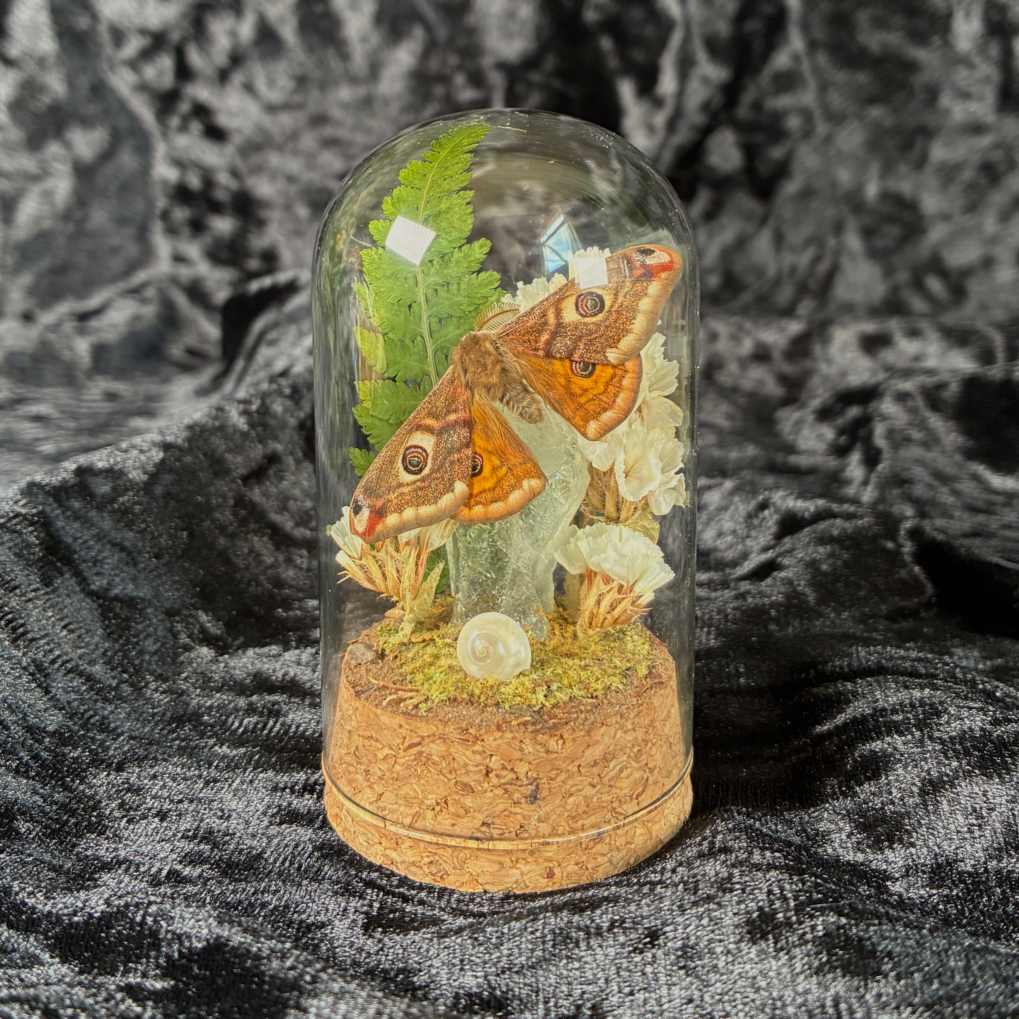 Small emperor moth specimen dome