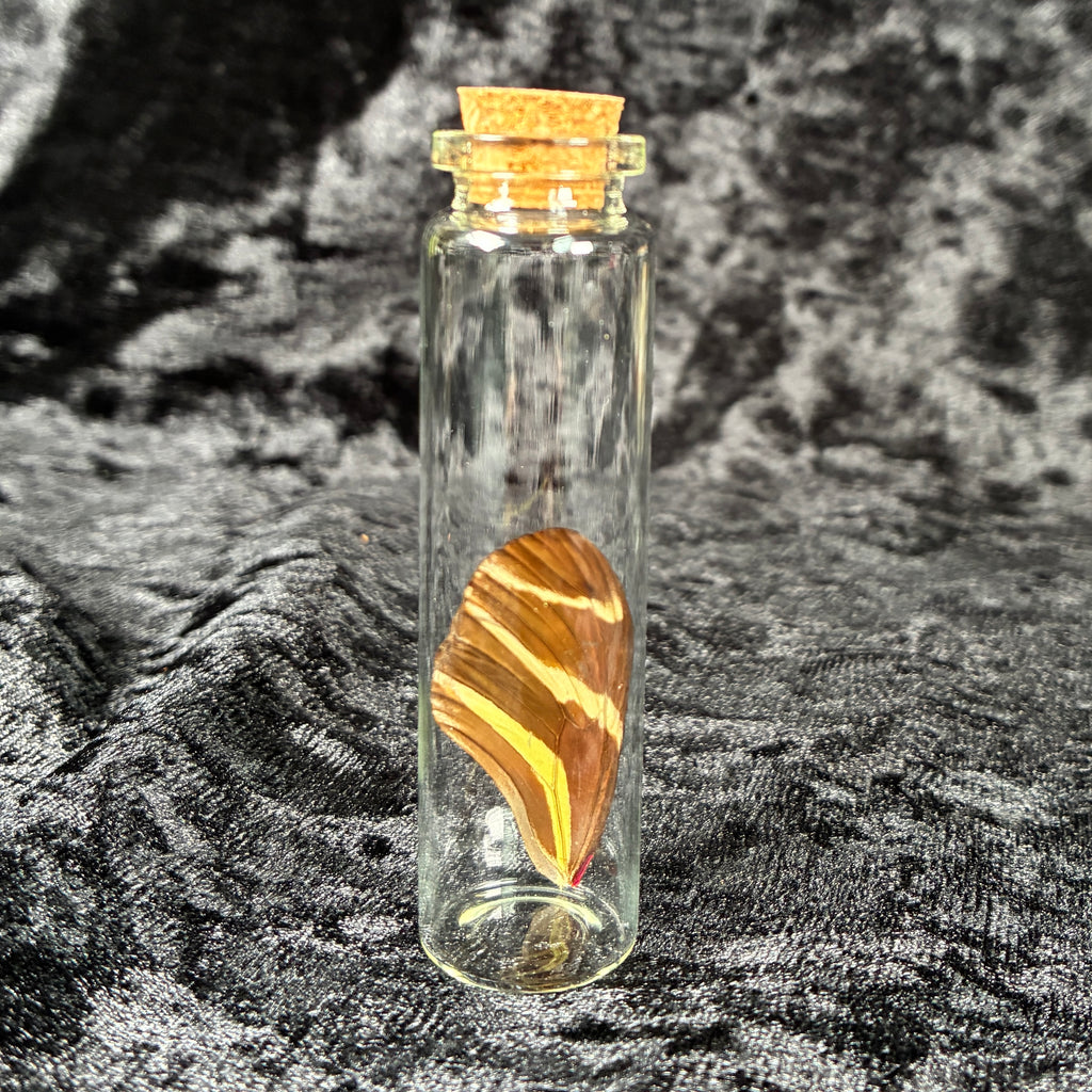 Butterfly wing jar bundle
