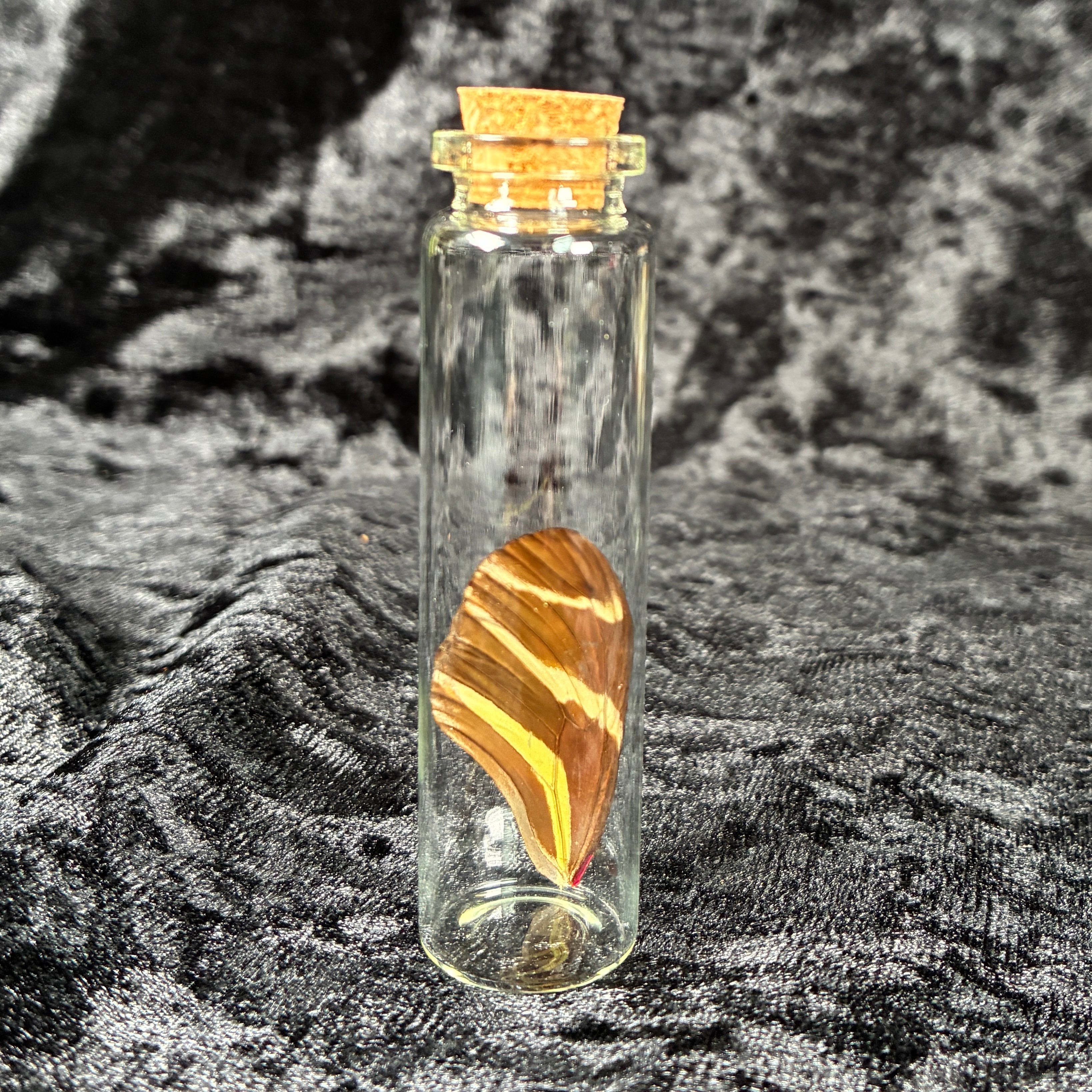 Butterfly wing jar bundle