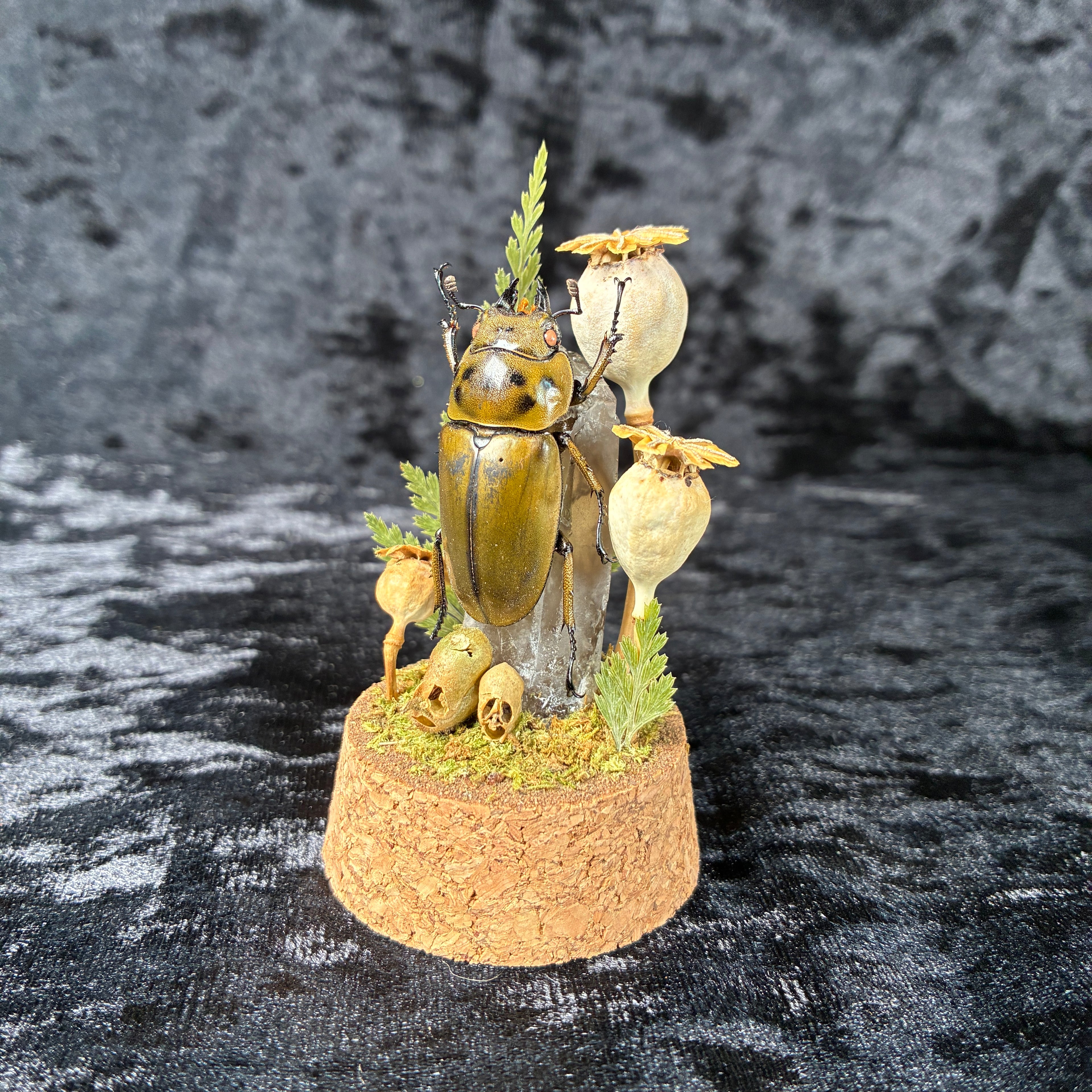 Beetle specimen dome