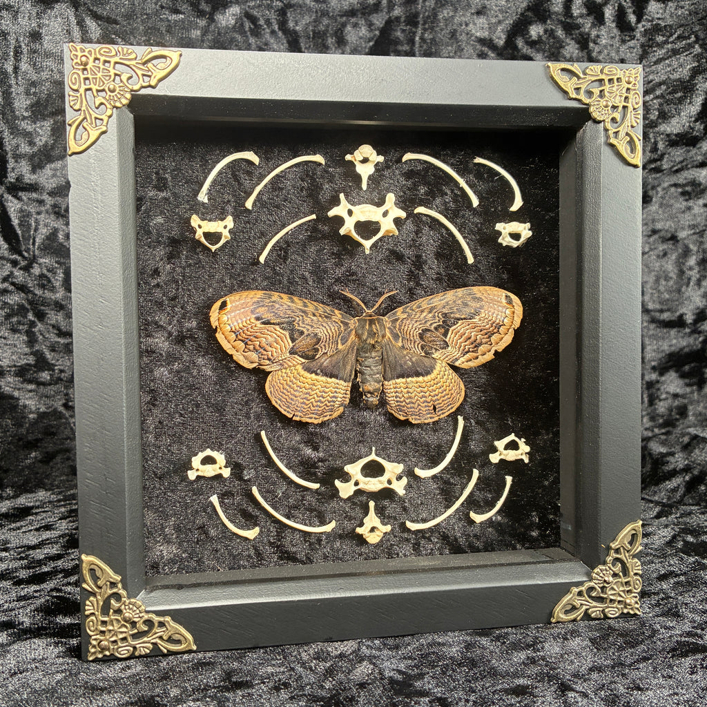 Owl moth & bone frame