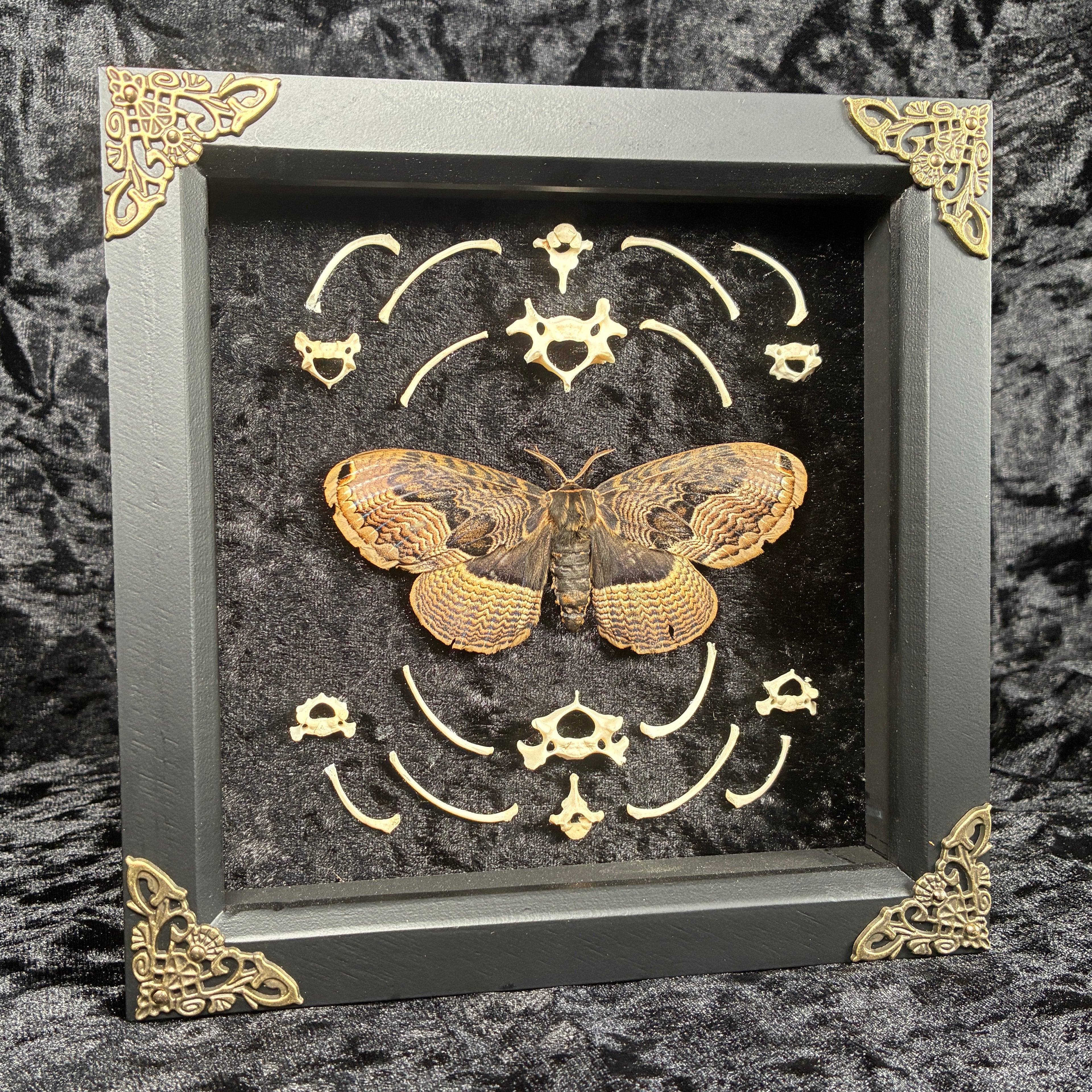 Owl moth & bone frame