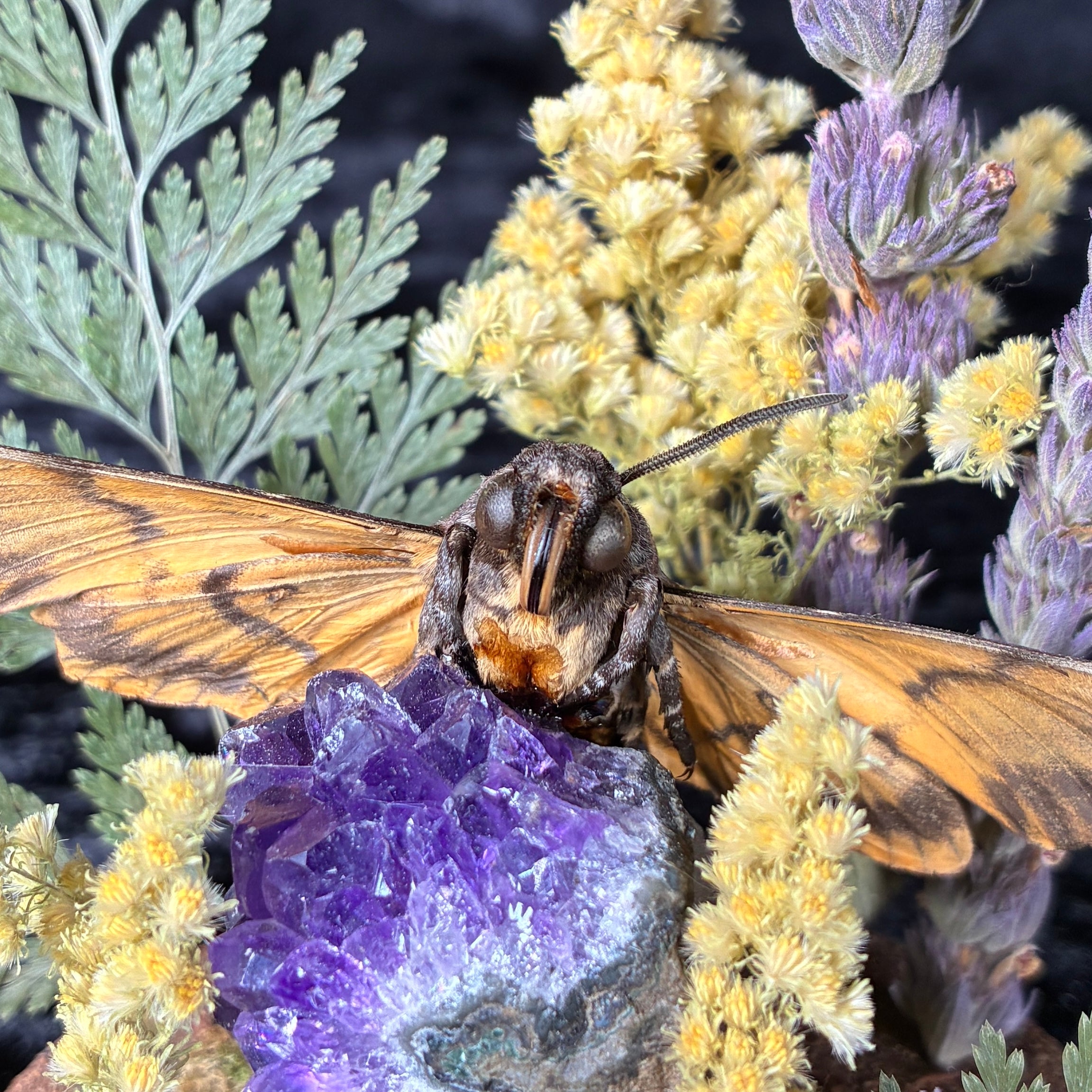 Death’s-head hawkmoth specimen dome