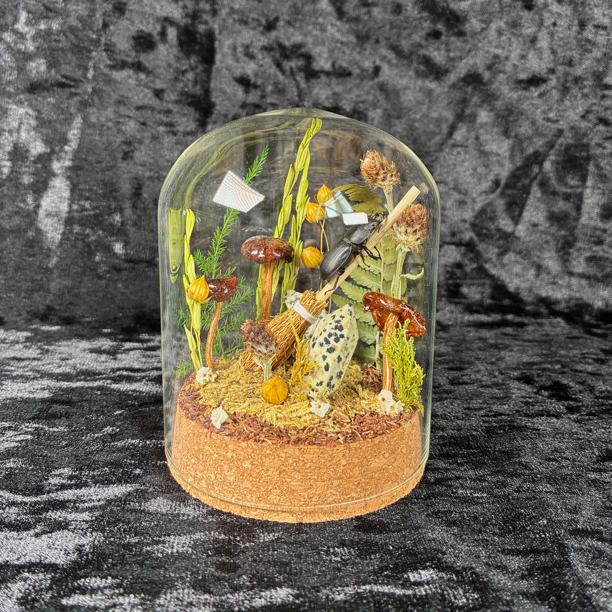 Beetle on a broomstick dome