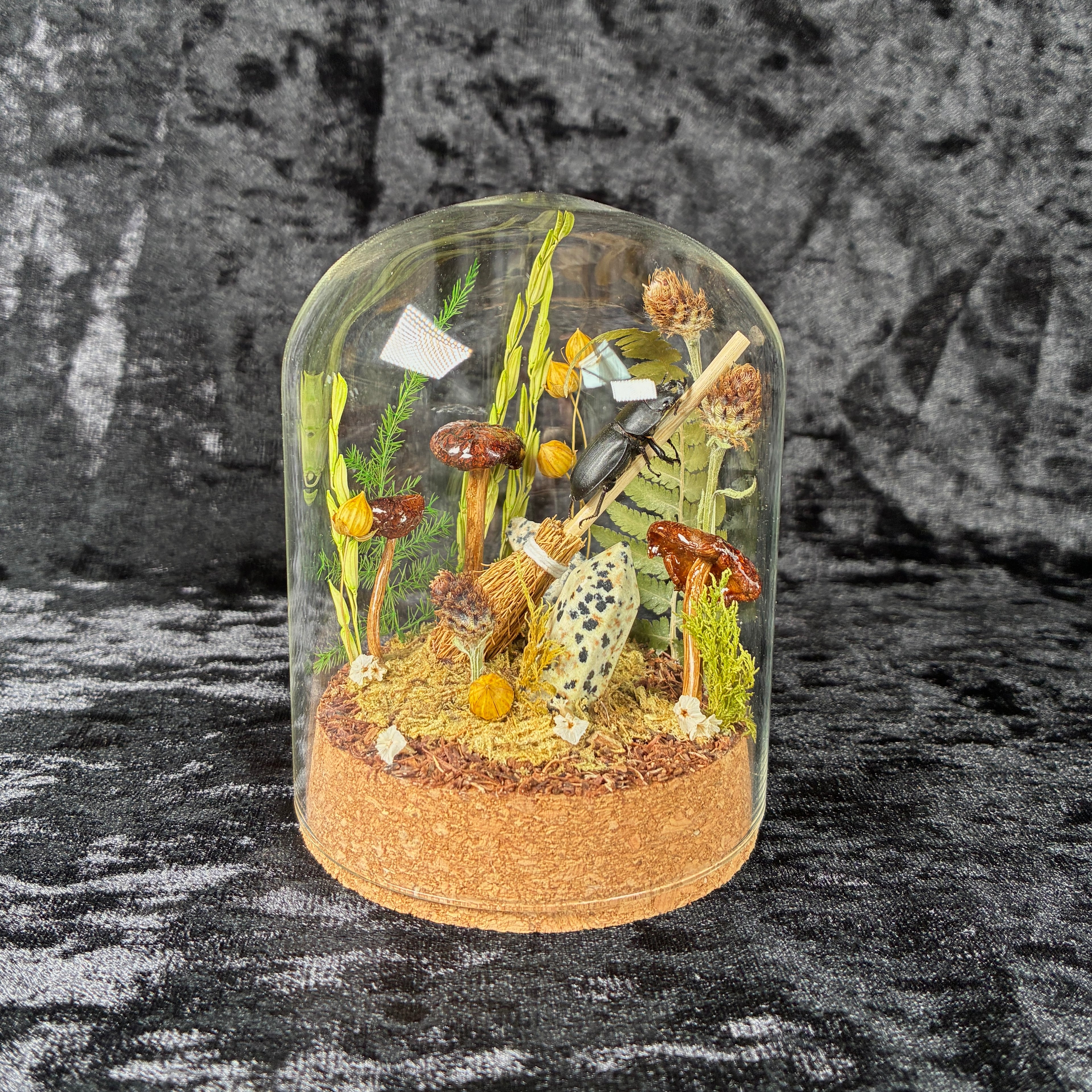 Beetle on a broomstick dome