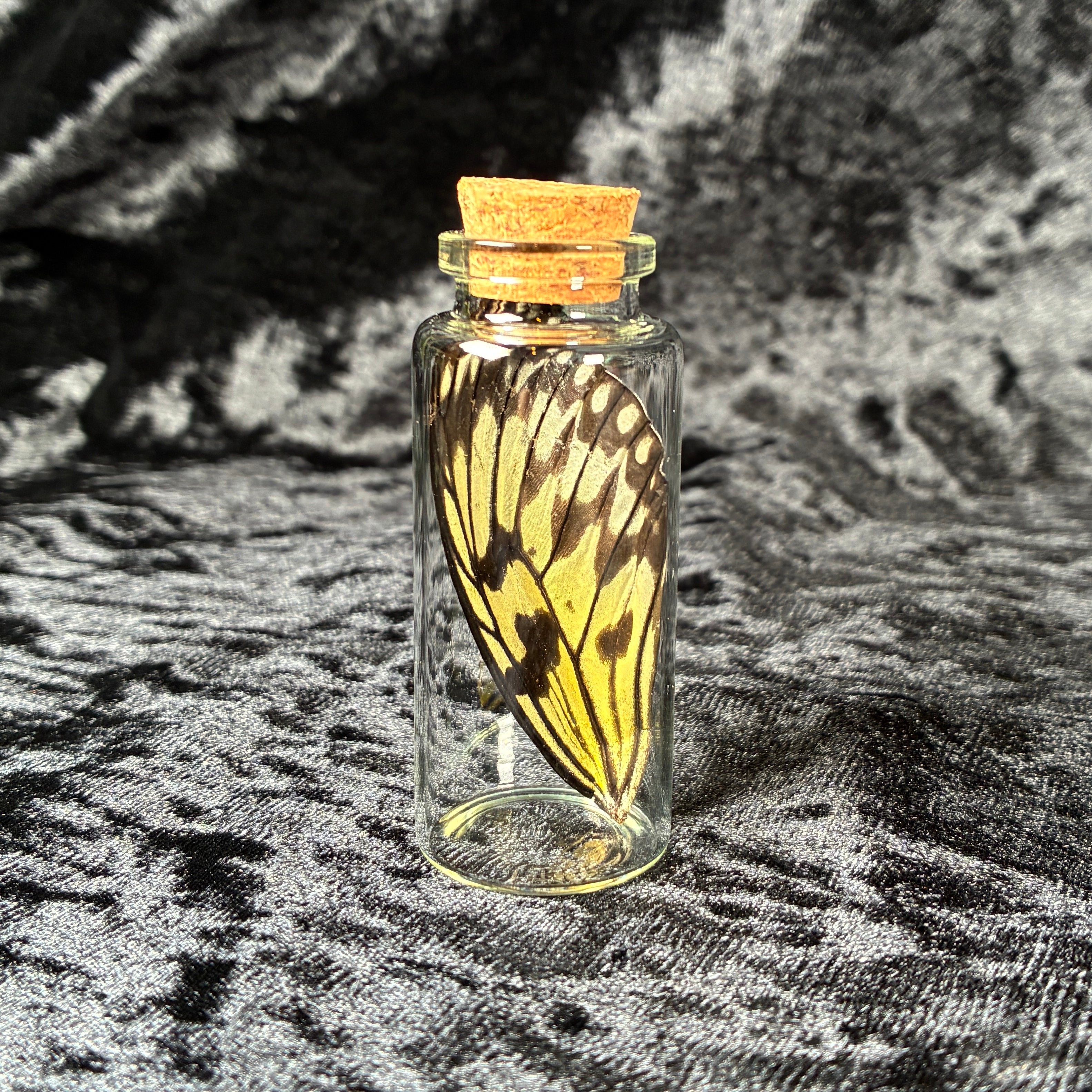 Oddity jar bundle, curio & specimen vials