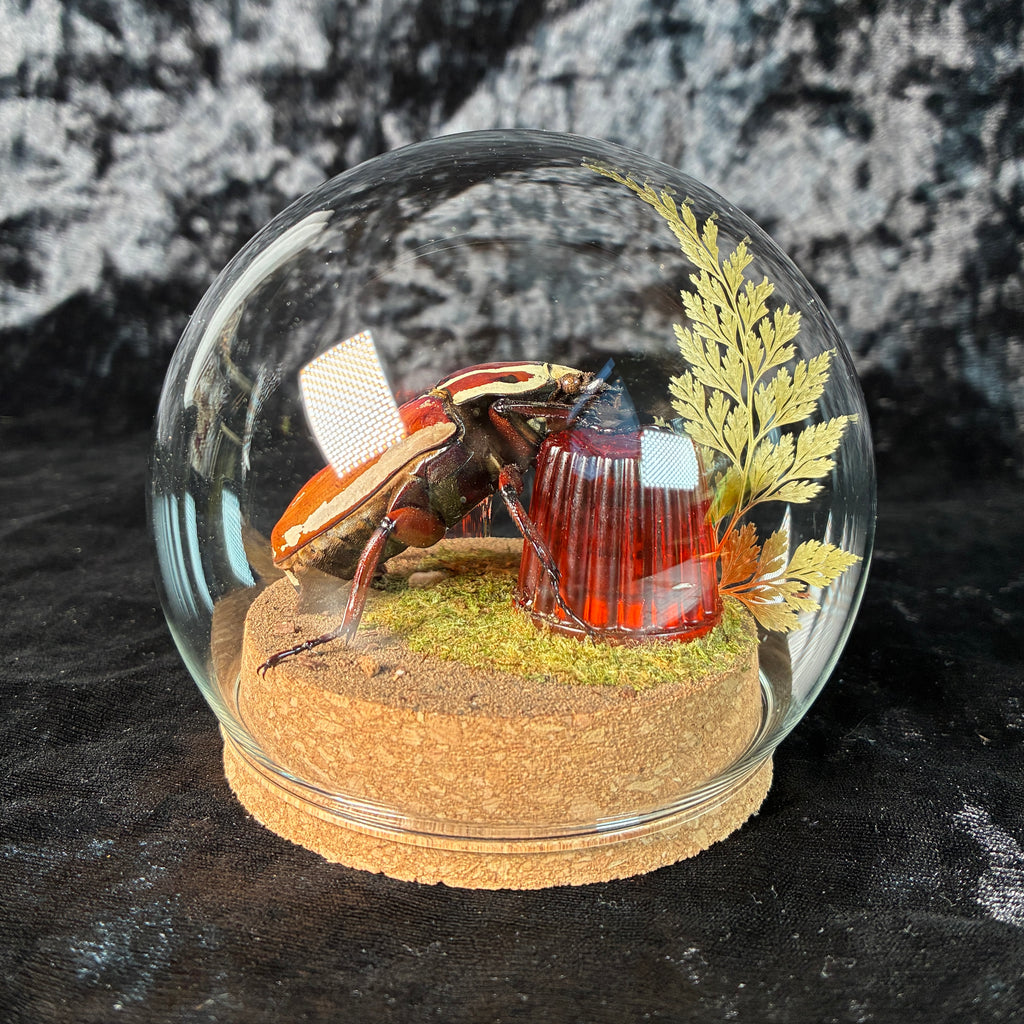 MTU beetle & faux jelly dome