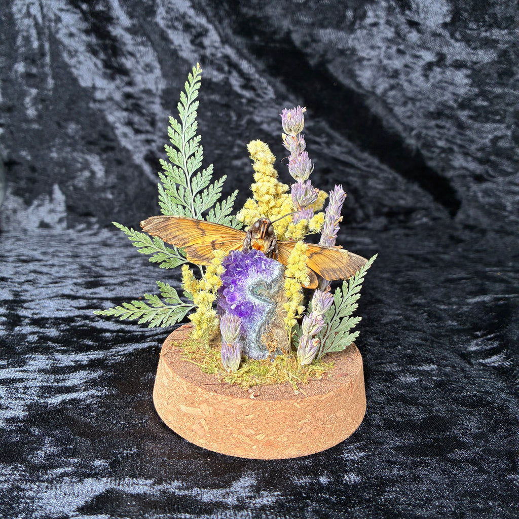 Death’s-head hawkmoth specimen dome